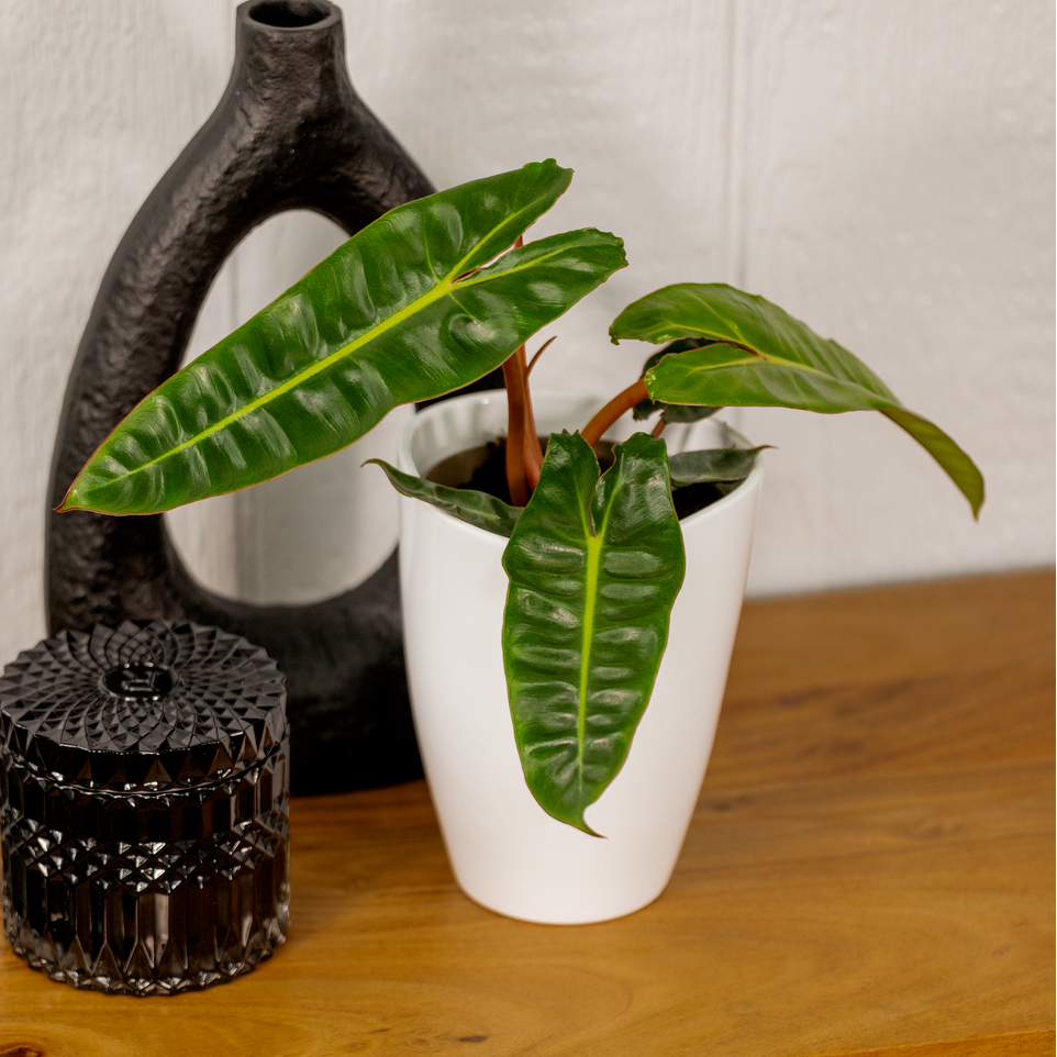 Prismacolor Orange Smooth Philodendron product image