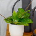 Endless Cascades Freckled Splash Hoya product image