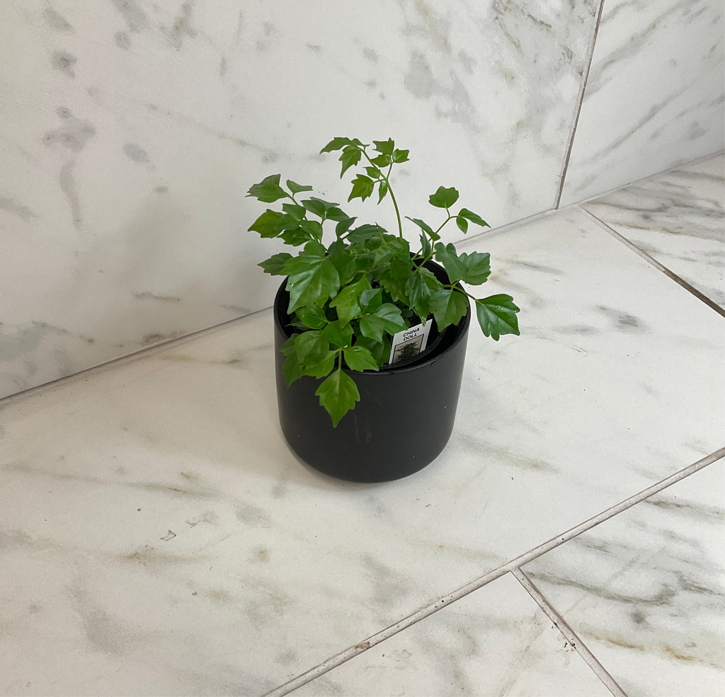 Radermachera sinica 'China Doll', 4-inch Plant product image 2