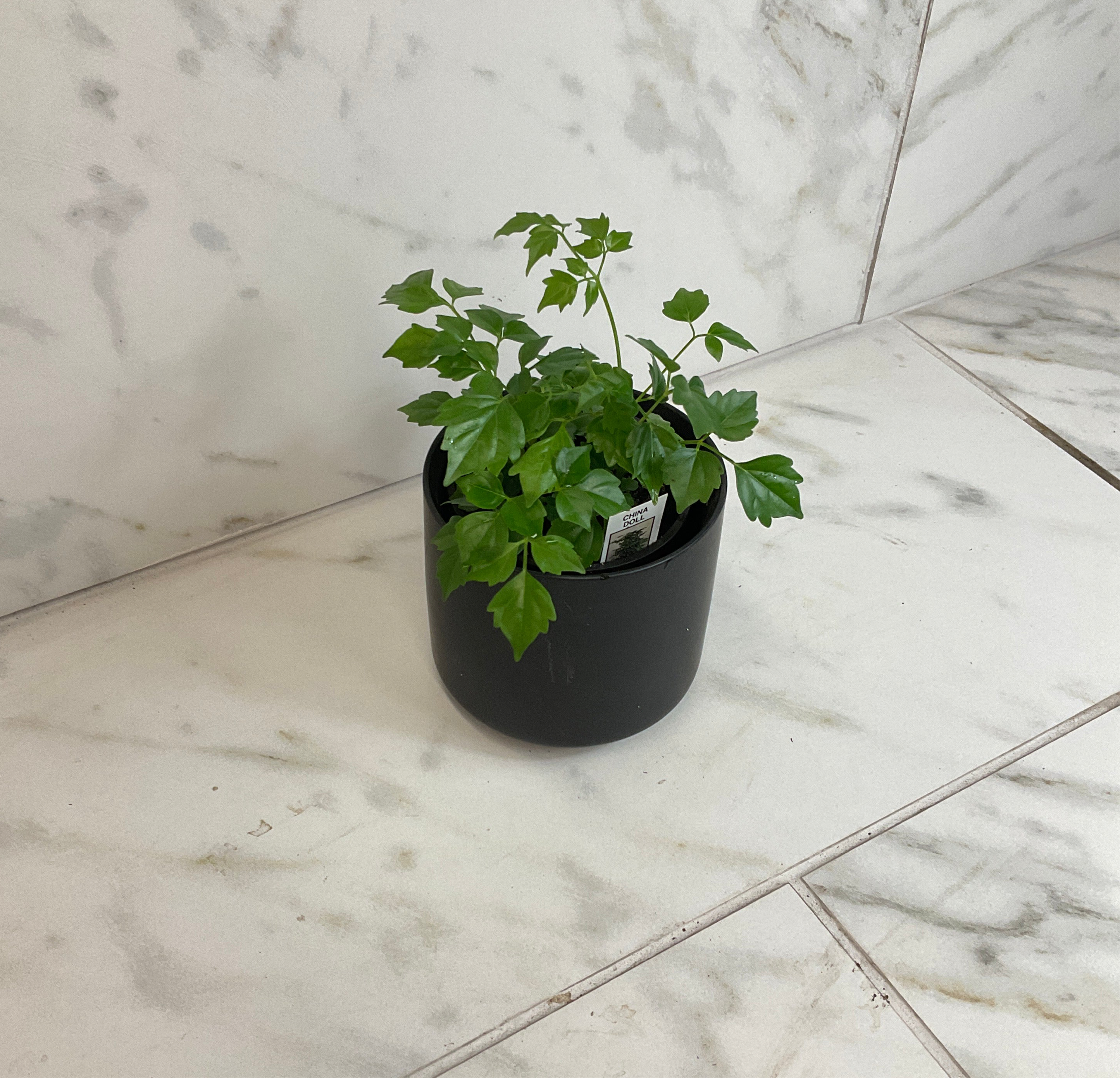 Radermachera sinica 'China Doll', 4-inch Plant product image 2