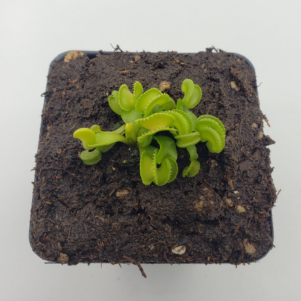 Venus flytrap (Dionaea muscipula) GJ Giant Cudo live plant product image 4