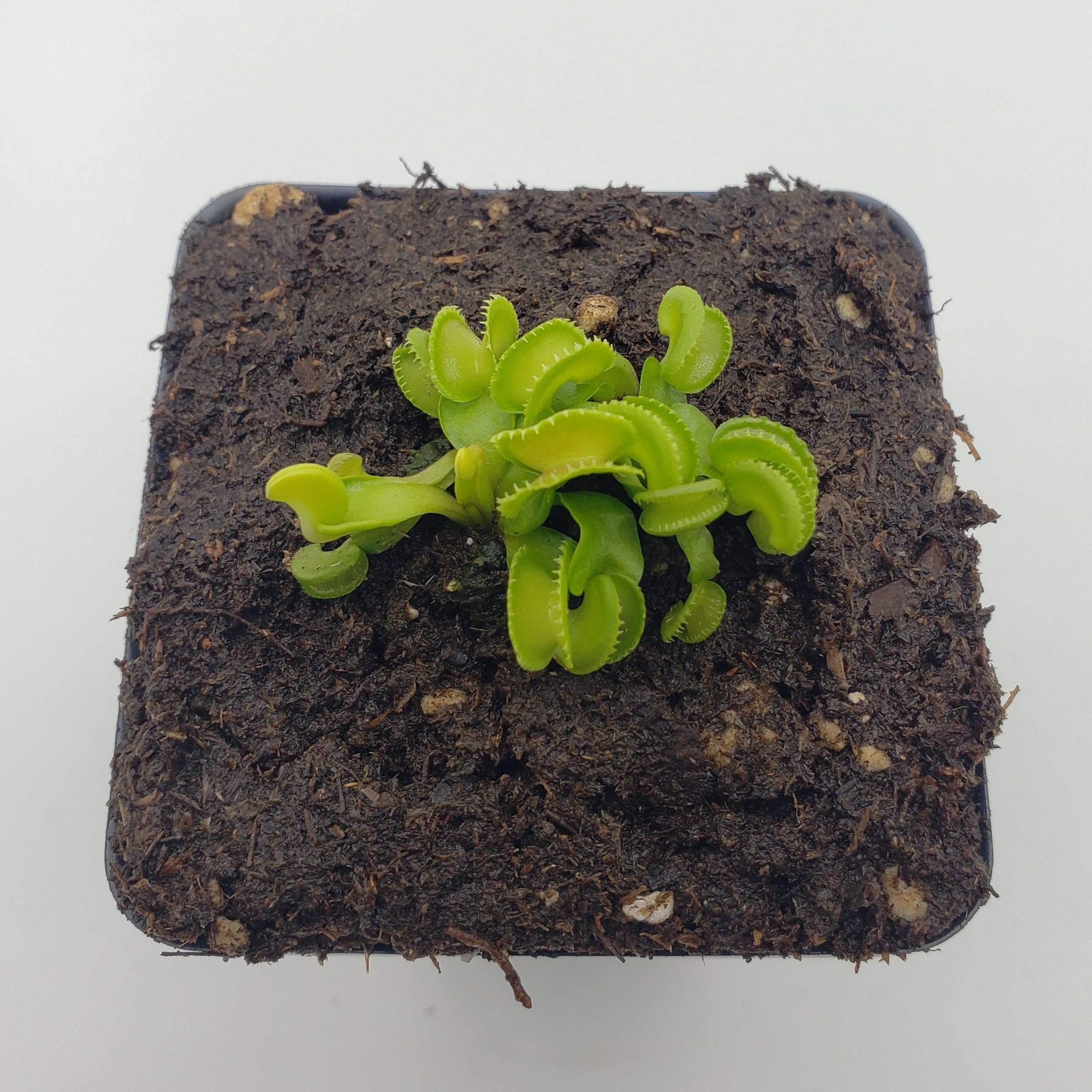 Venus flytrap (Dionaea muscipula) GJ Giant Cudo live plant product image 4