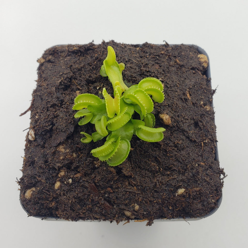 Venus flytrap (Dionaea muscipula) GJ Giant Cudo live plant product image 6