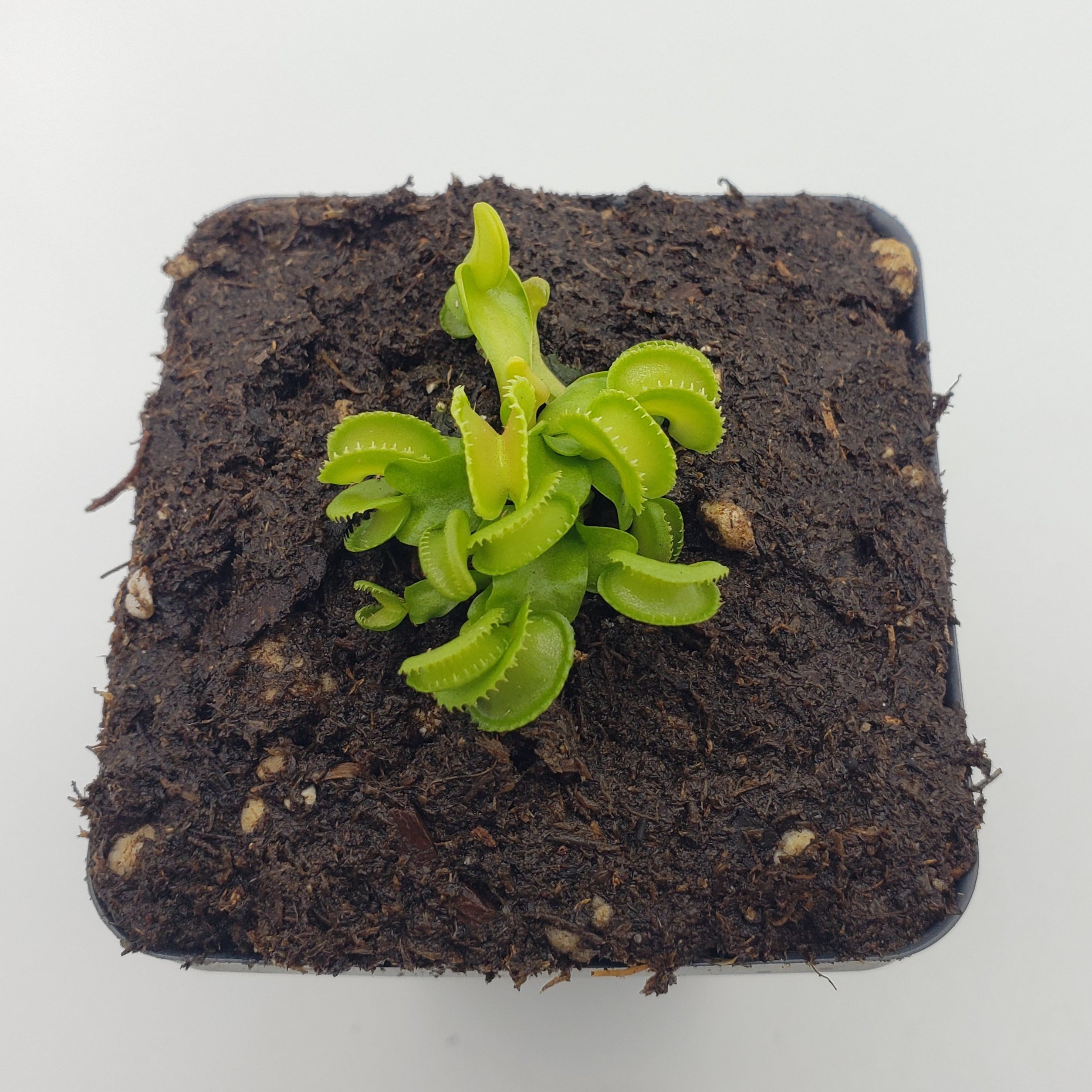 Venus flytrap (Dionaea muscipula) GJ Giant Cudo live plant product image 6