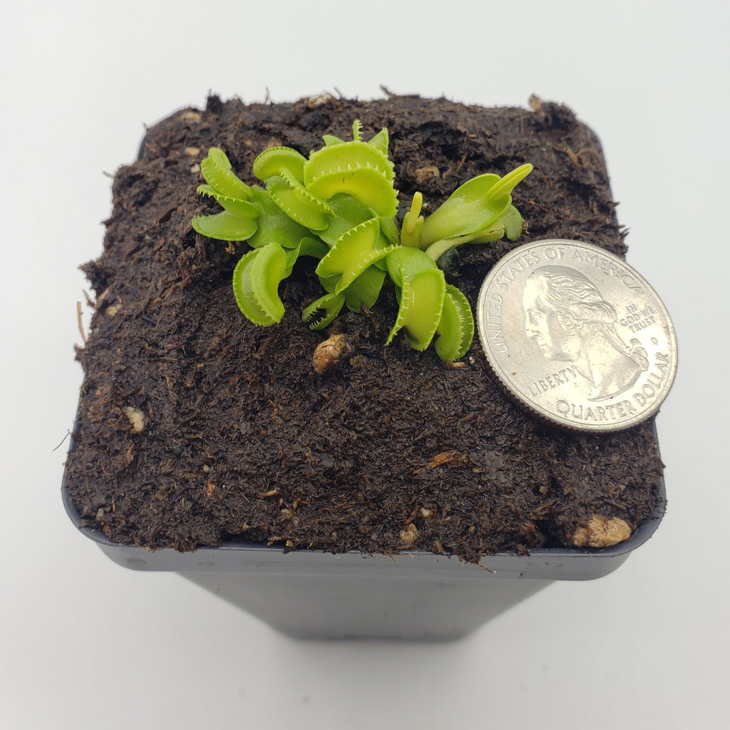 Venus flytrap (Dionaea muscipula) GJ Giant Cudo live plant product image 8