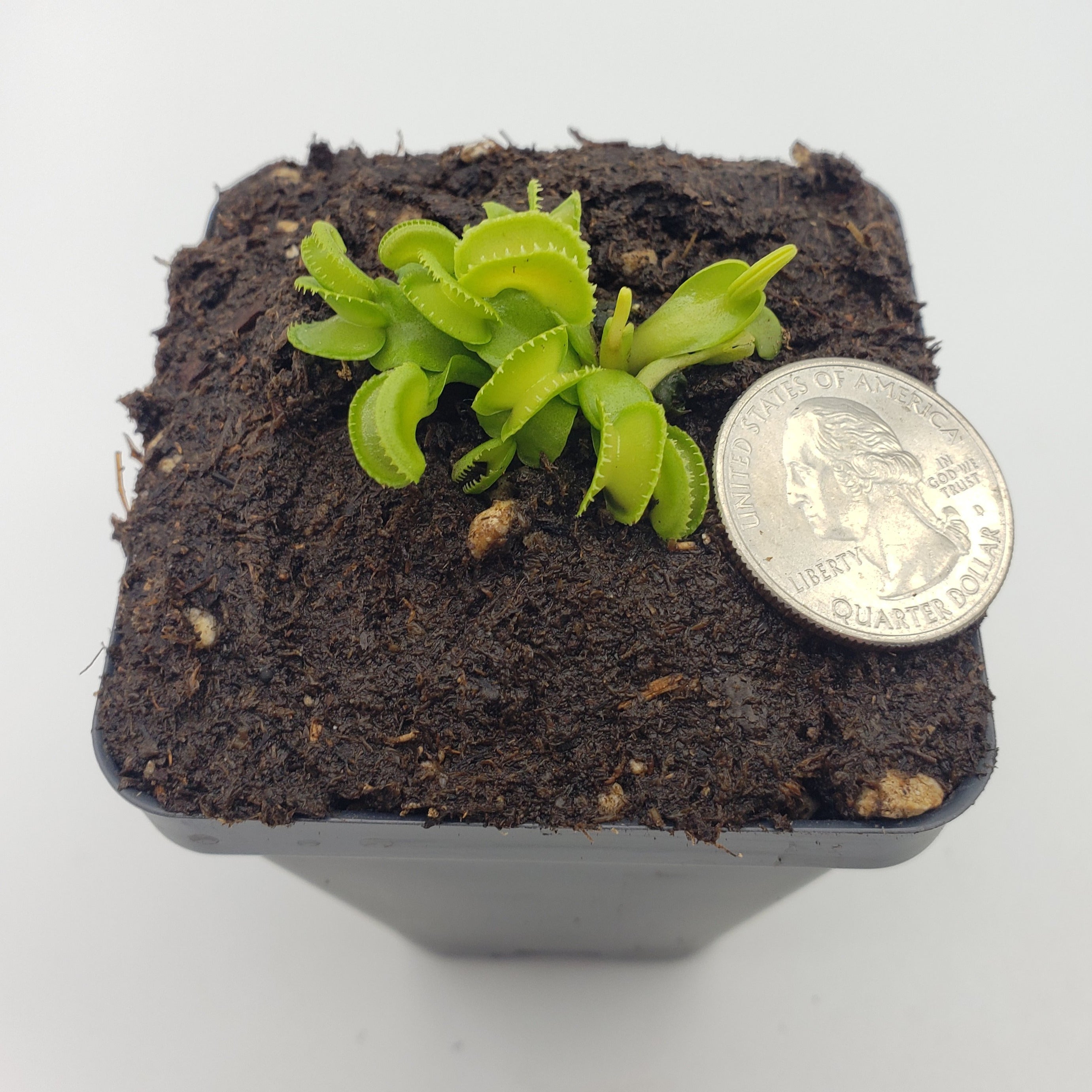 Venus flytrap (Dionaea muscipula) GJ Giant Cudo live plant product image 8