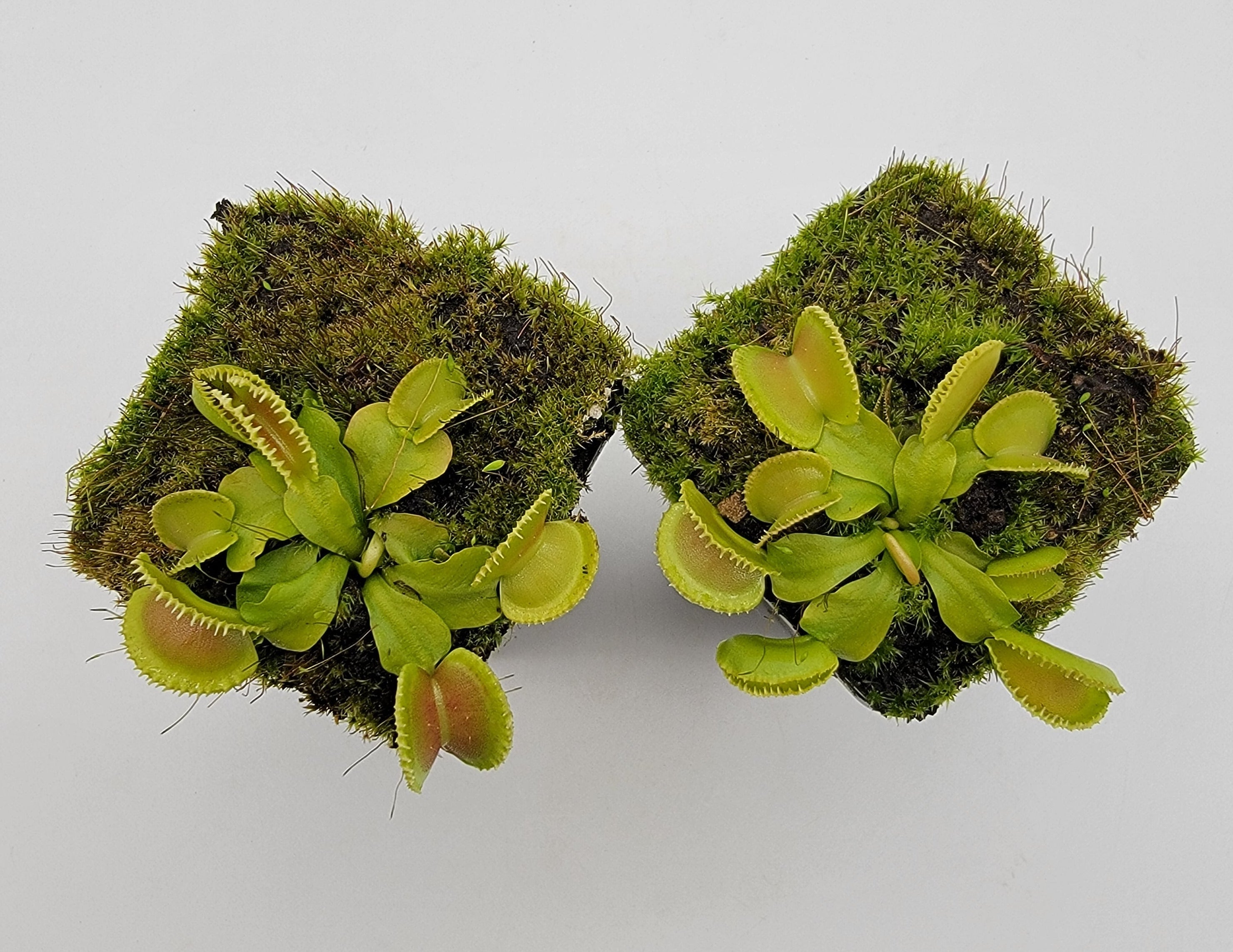 Venus flytrap (Dionaea muscipula) 'Cracker' live plant product image 2
