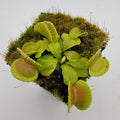 Venus flytrap (Dionaea muscipula) 'Cracker' live plant product image 1