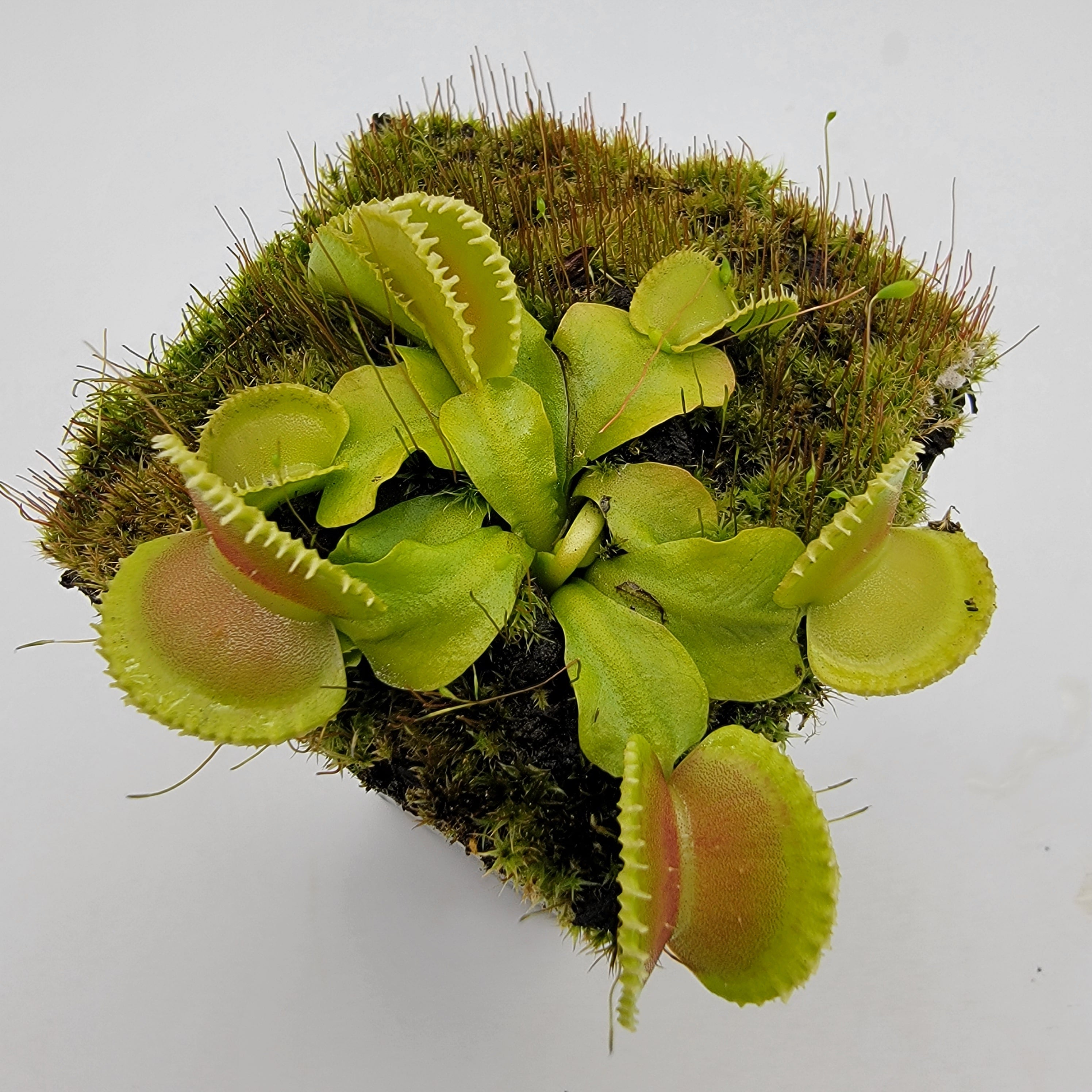 Venus flytrap (Dionaea muscipula) 'Cracker' live plant product image 1