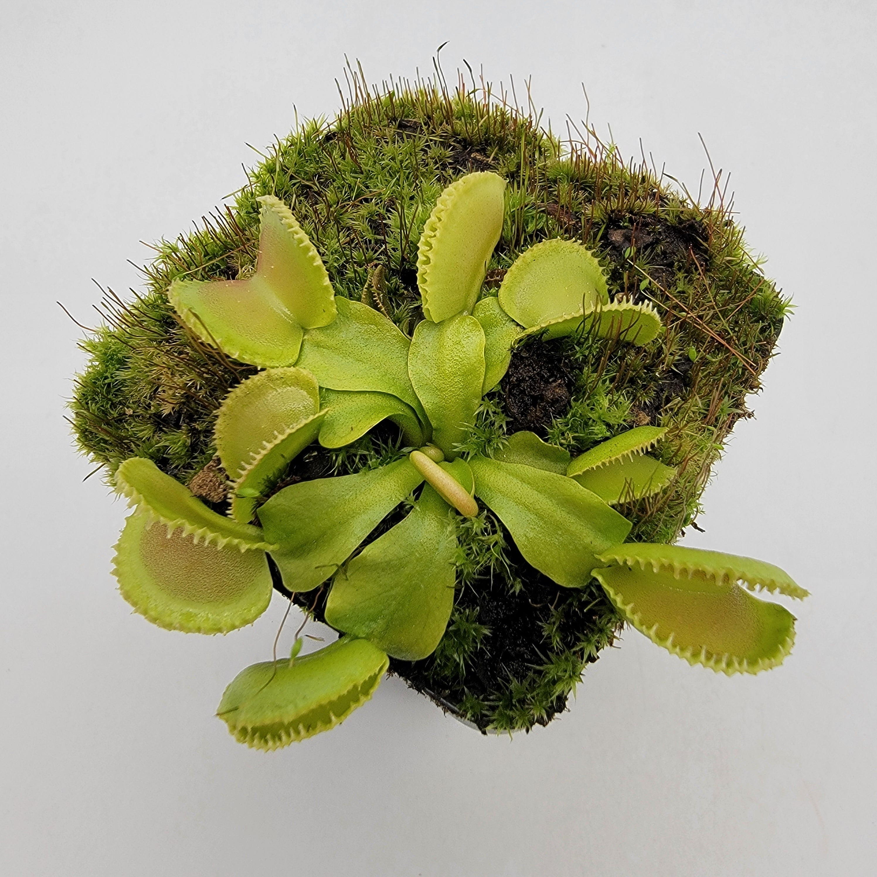 Venus flytrap (Dionaea muscipula) 'Cracker' live plant product image 3