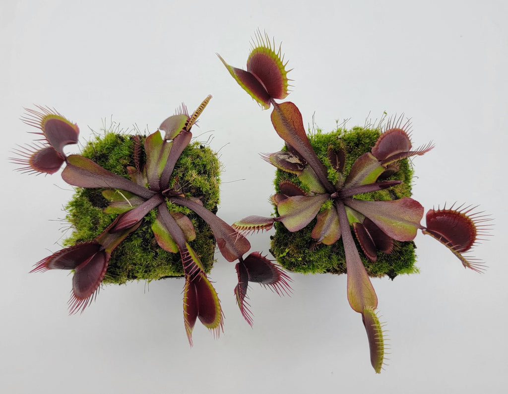 Venus flytrap (Dionaea muscipula) 'Red Burgundy' product image 2
