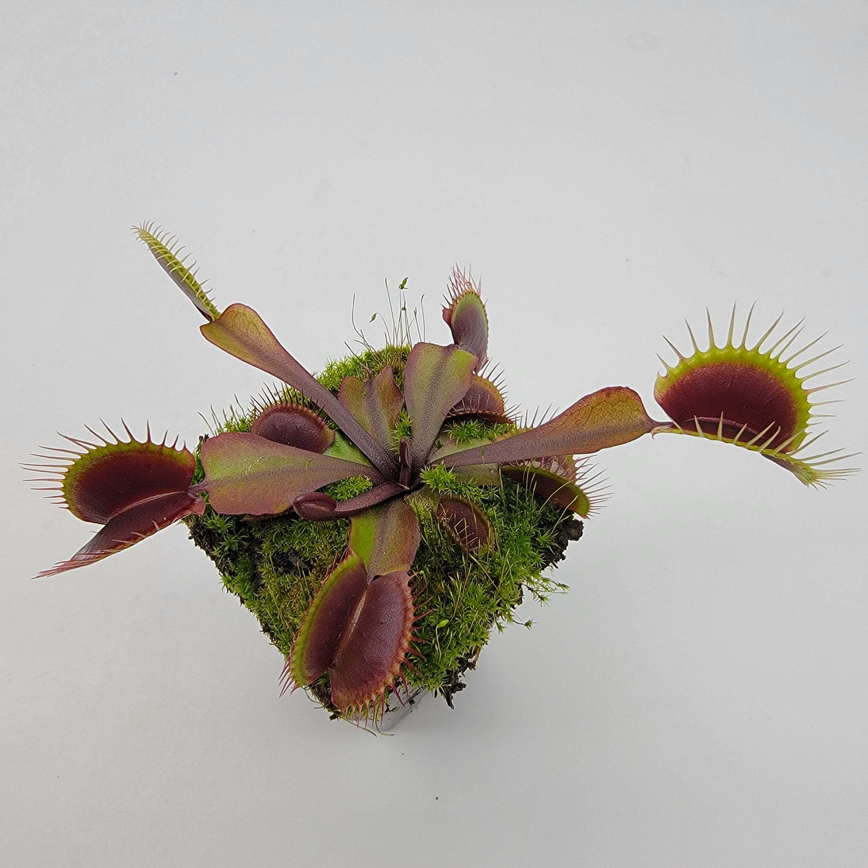 Venus flytrap (Dionaea muscipula) 'Red Burgundy' product image 1