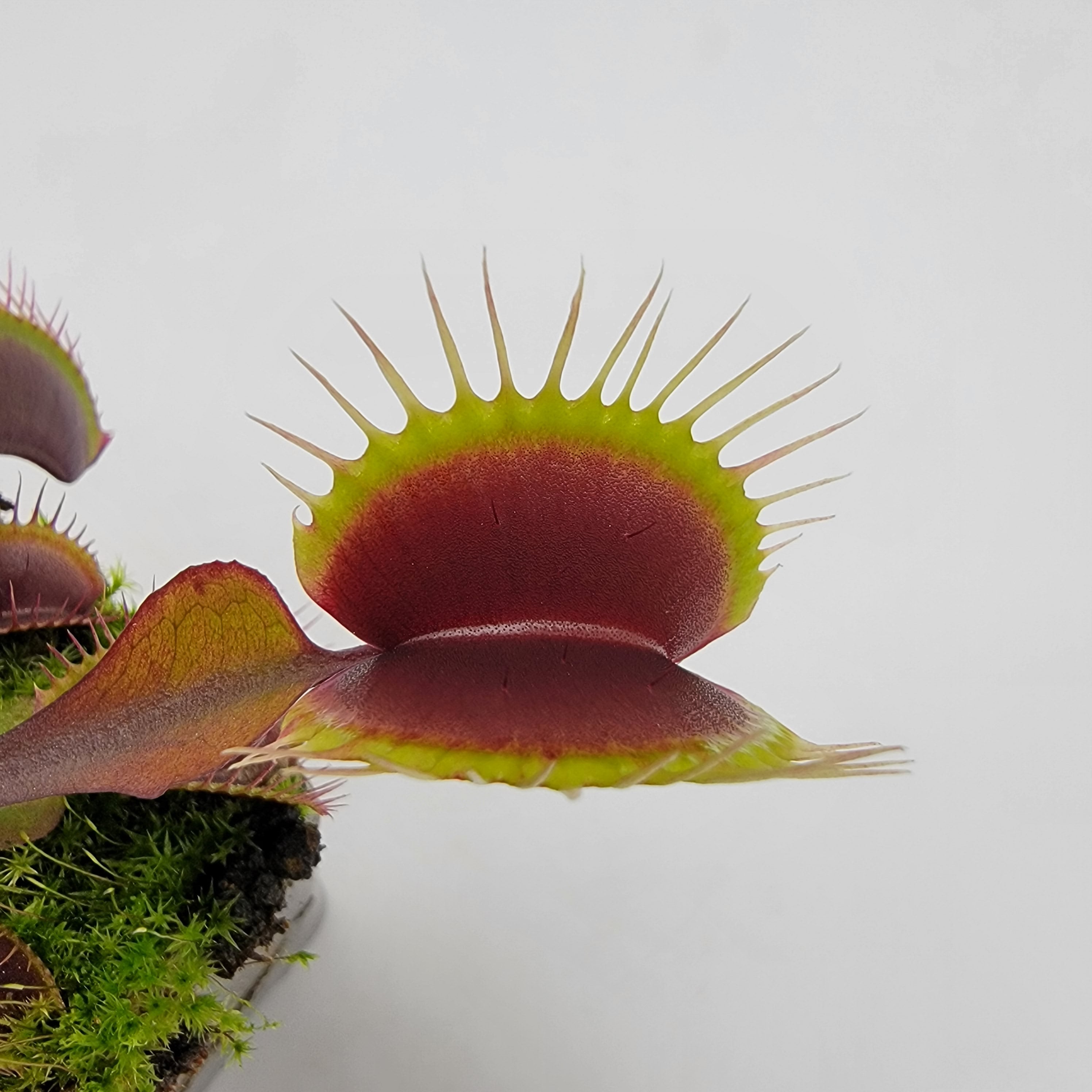 Venus flytrap (Dionaea muscipula) 'Red Burgundy' product image 3