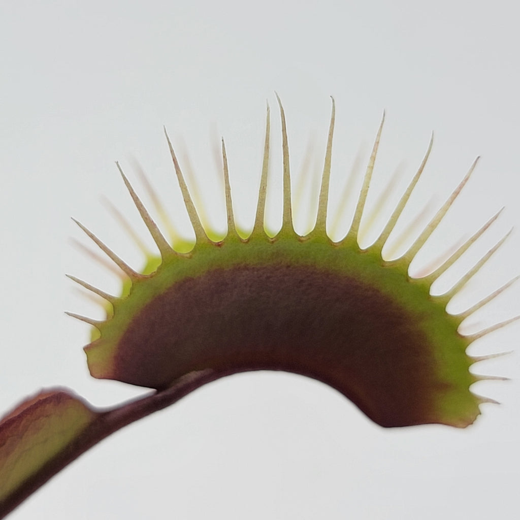 Venus flytrap (Dionaea muscipula) 'Red Burgundy' product image 4