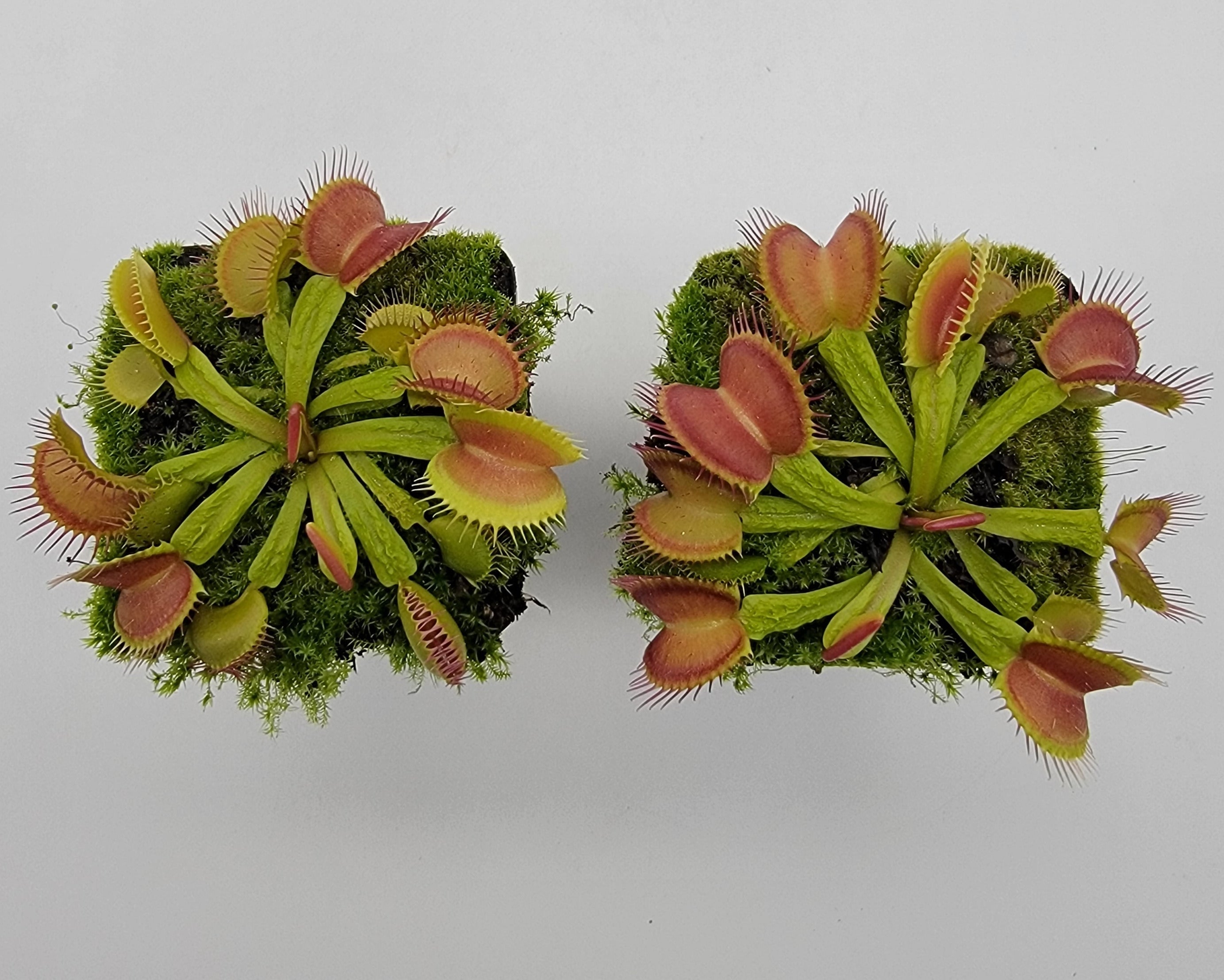 Venus flytrap (Dionaea muscipula) 'Schuppenstiel II' live plant product image 4