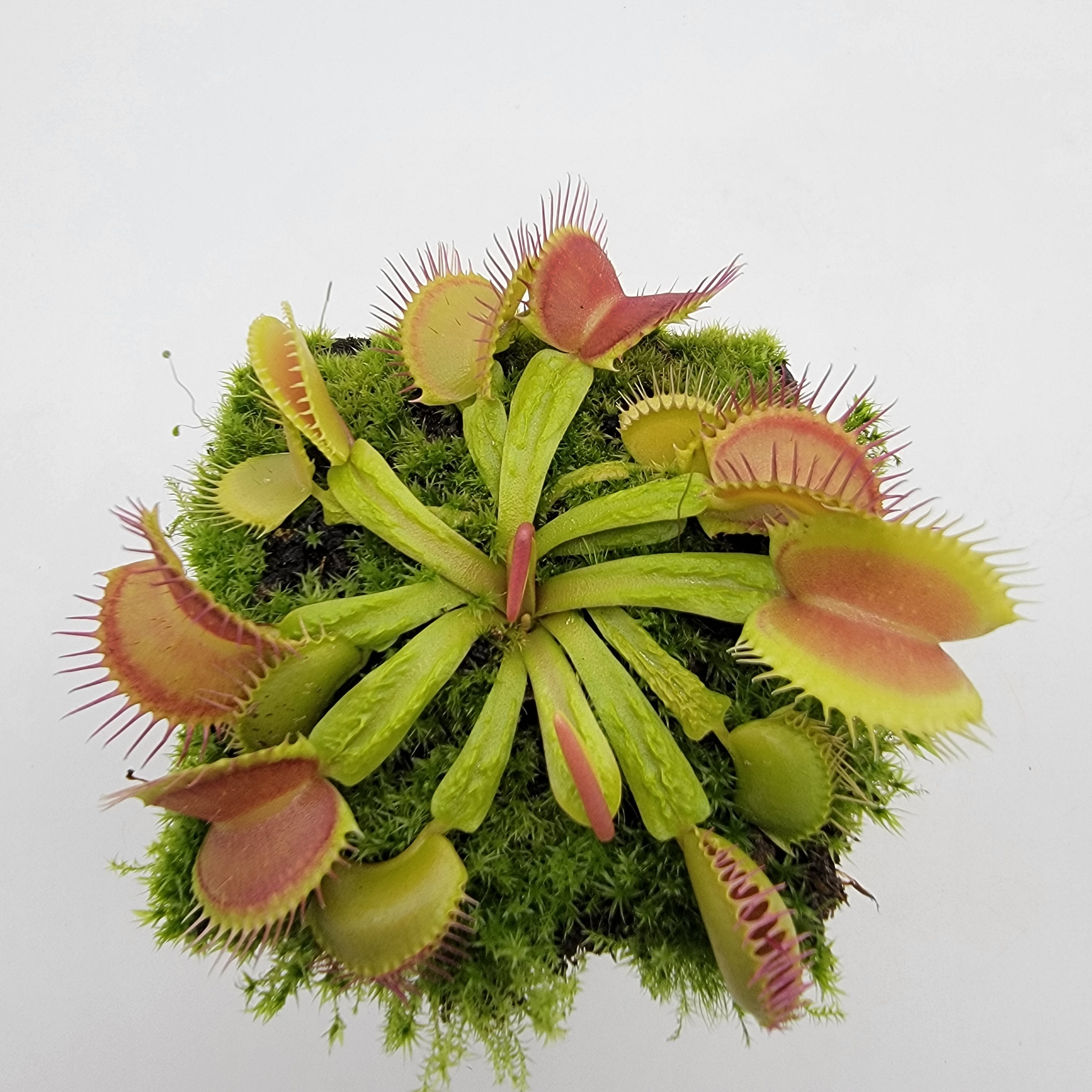 Venus flytrap (Dionaea muscipula) 'Schuppenstiel II' live plant product image 3