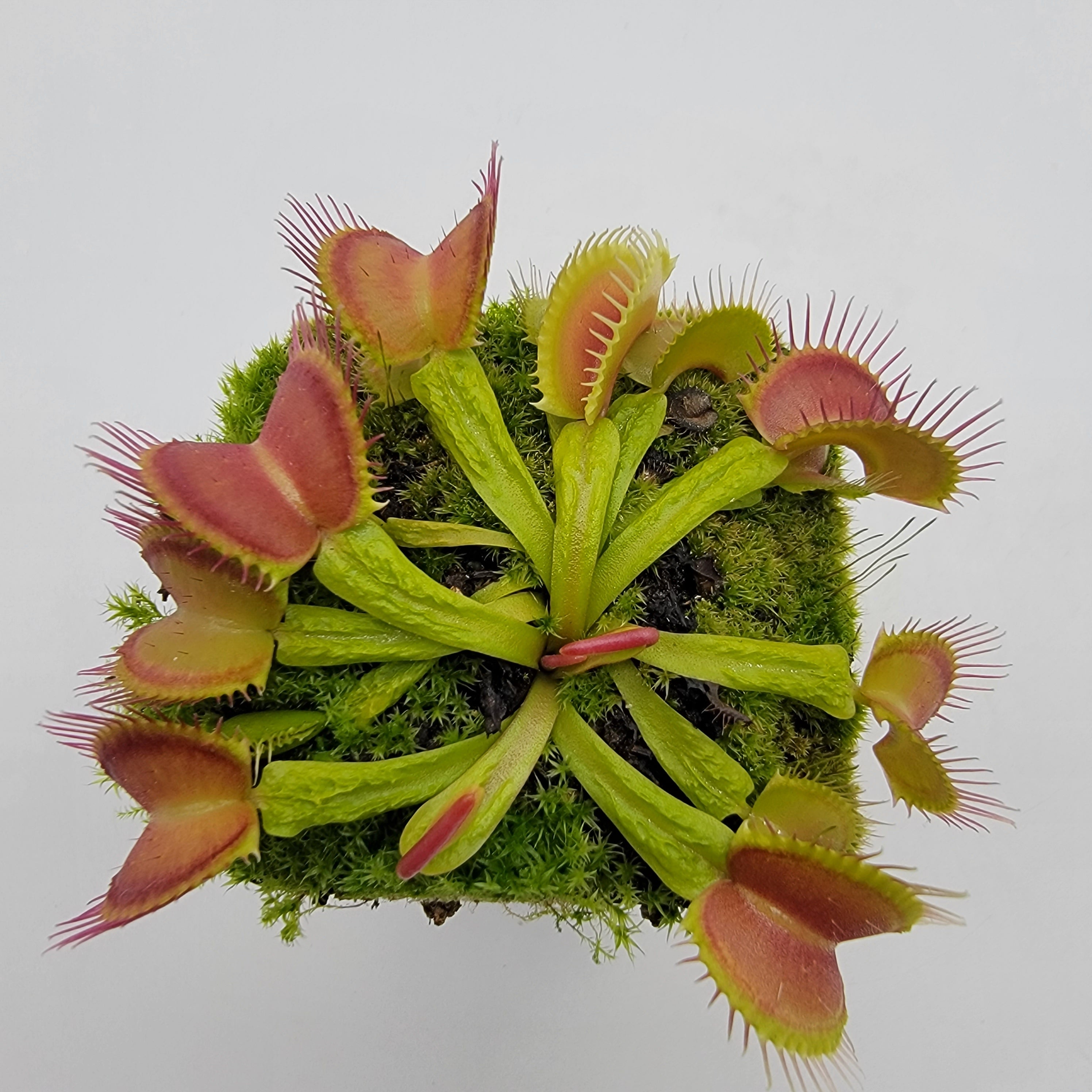 Venus flytrap (Dionaea muscipula) 'Schuppenstiel II' live plant product image 2