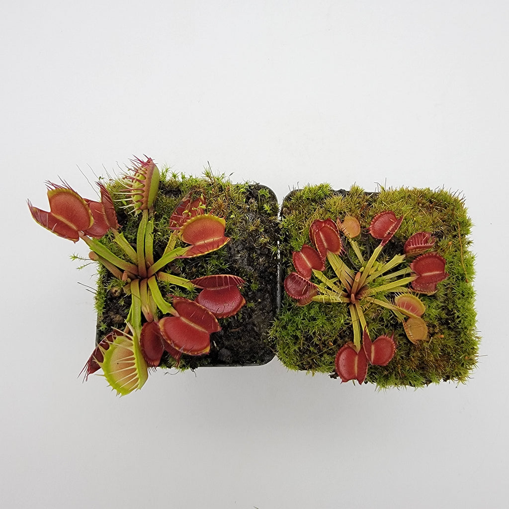 Venus flytrap (Dionaea muscipula) 'Long Red Fingers' product image 3