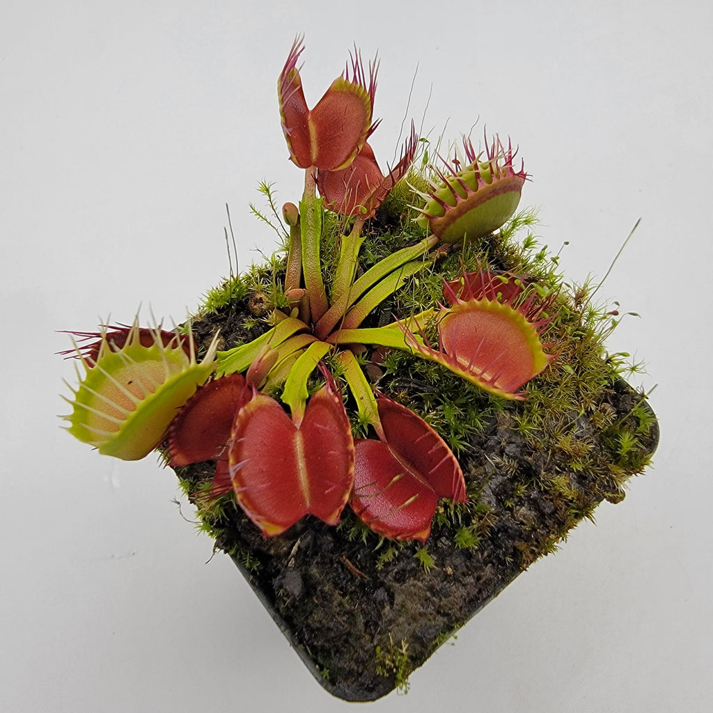 Venus flytrap (Dionaea muscipula) 'Long Red Fingers' product image 2