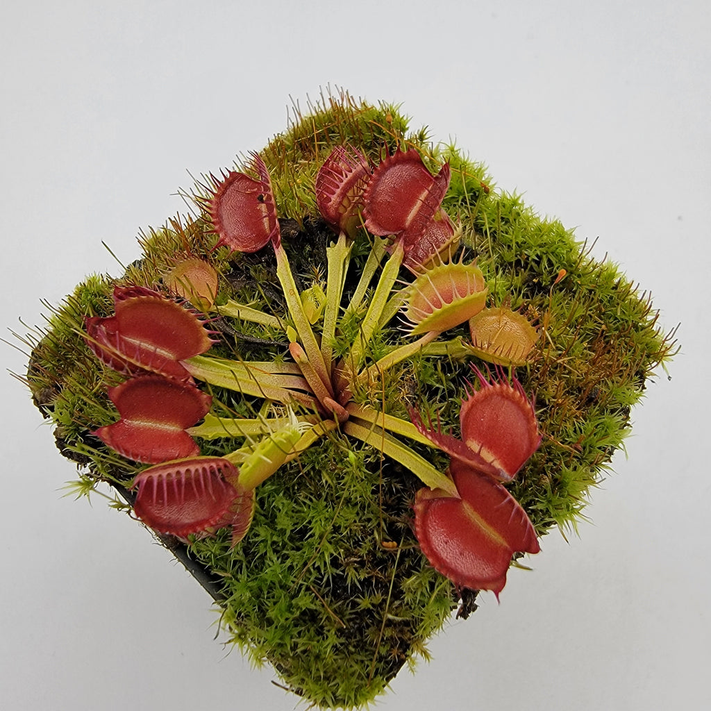 Venus flytrap (Dionaea muscipula) 'Long Red Fingers' product image 1