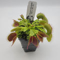 Venus flytrap (Dionaea muscipula) 'B52' x 'DC-XL' product image 1