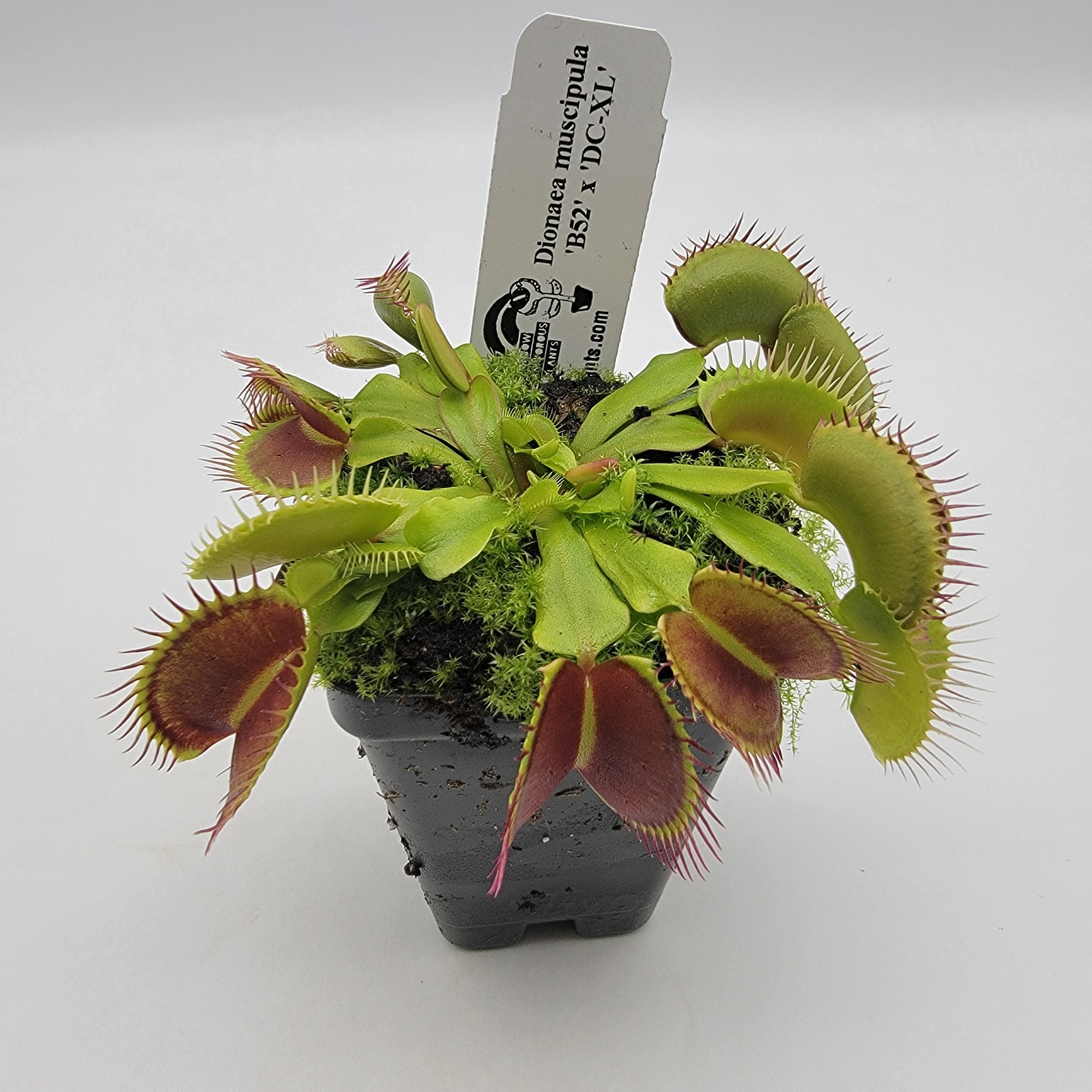 Venus flytrap (Dionaea muscipula) 'B52' x 'DC-XL' product image 1