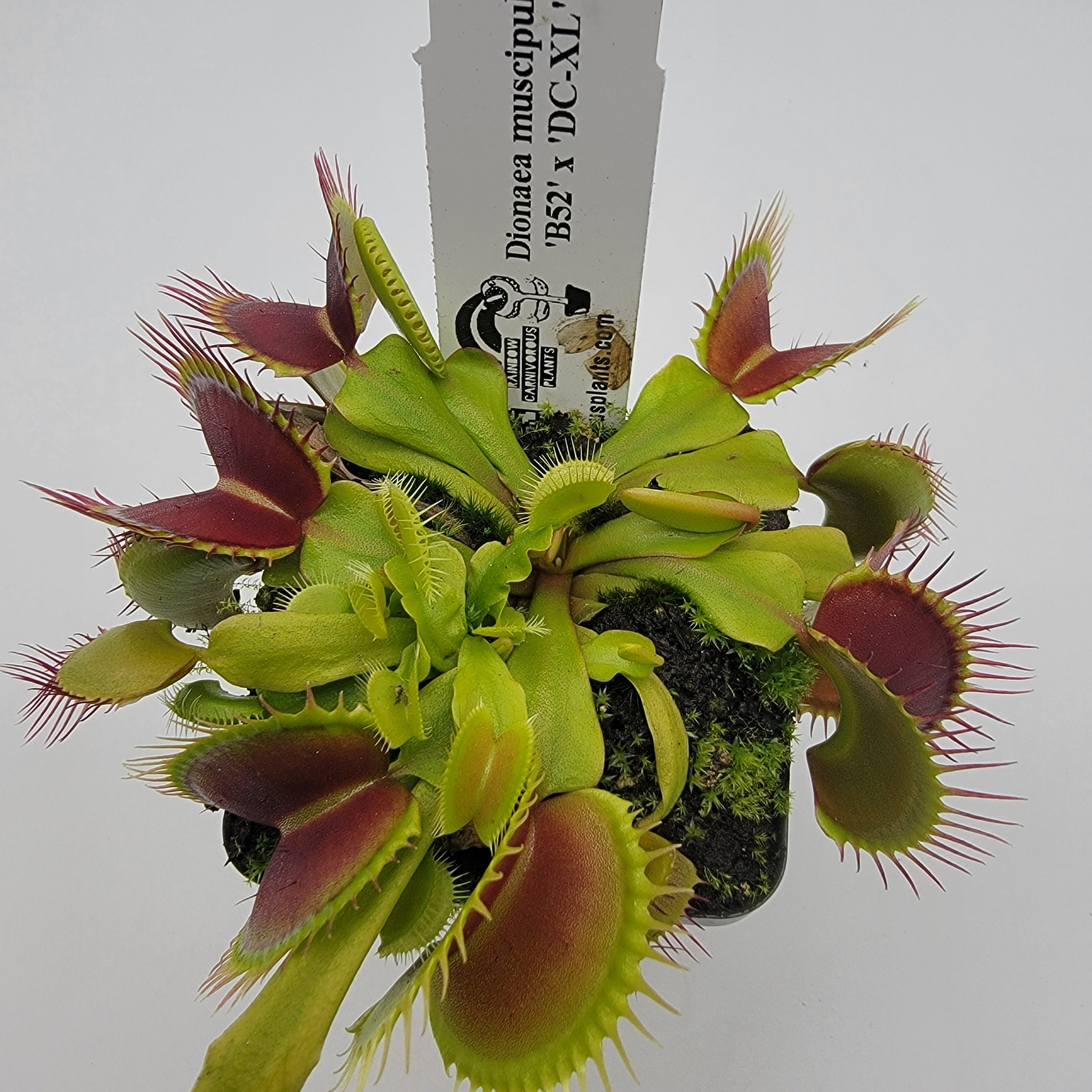 Venus flytrap (Dionaea muscipula) 'B52' x 'DC-XL' product image 3