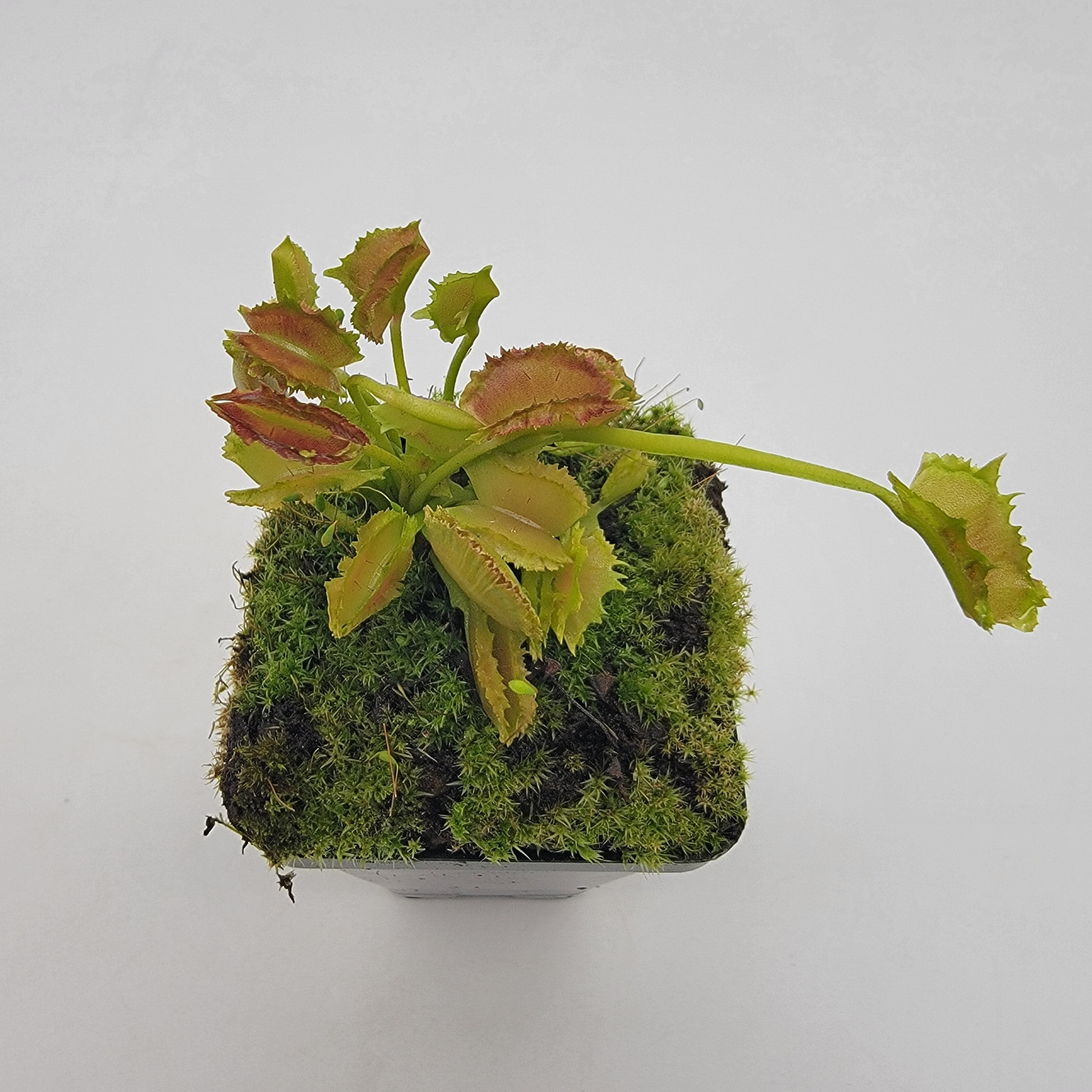 Venus flytrap (Dionaea muscipula) Biohazard II live plant product image 2