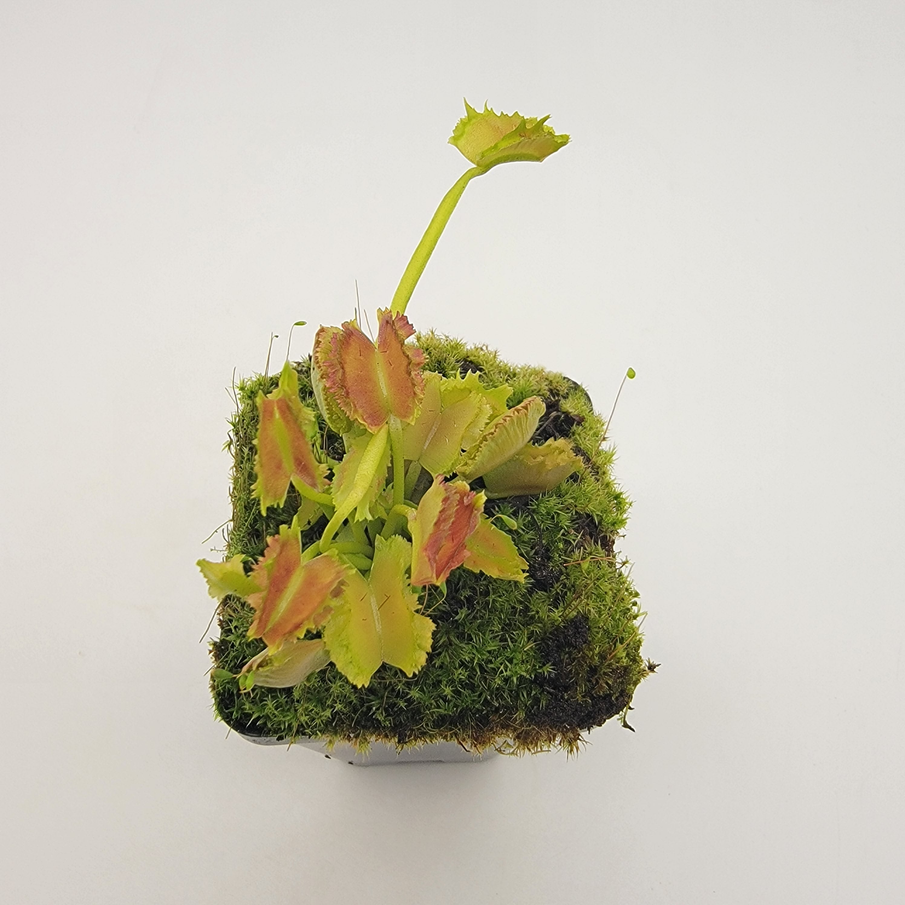 Venus flytrap (Dionaea muscipula) Biohazard II live plant product image 1