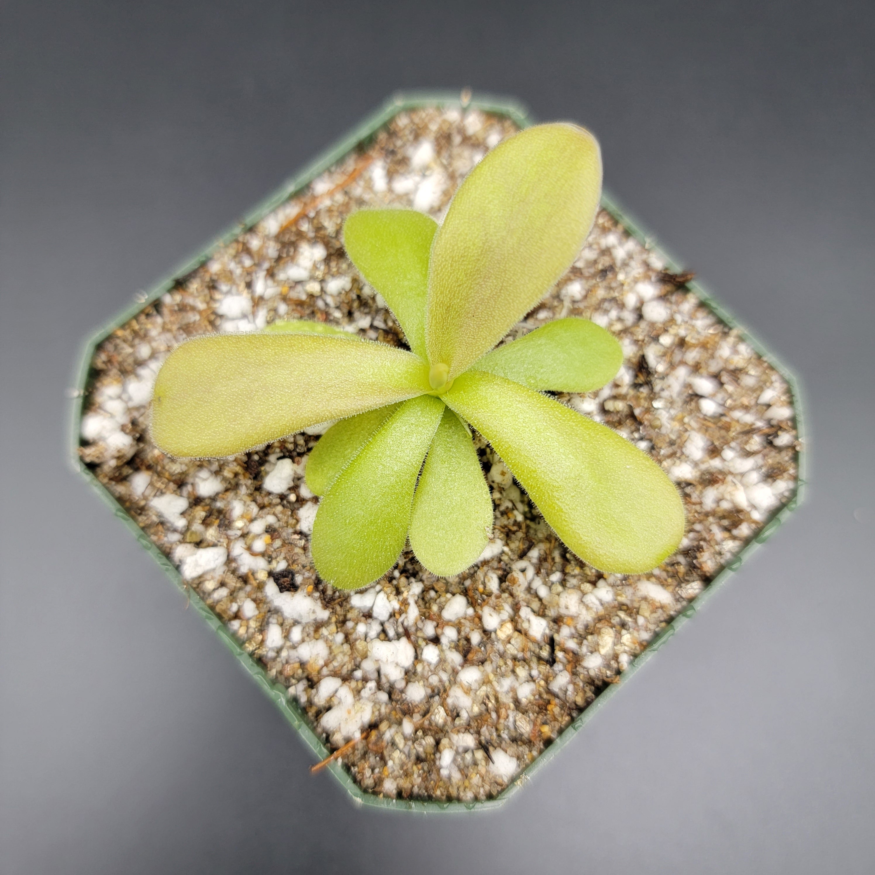 Pinguicula gigantea red product image 3