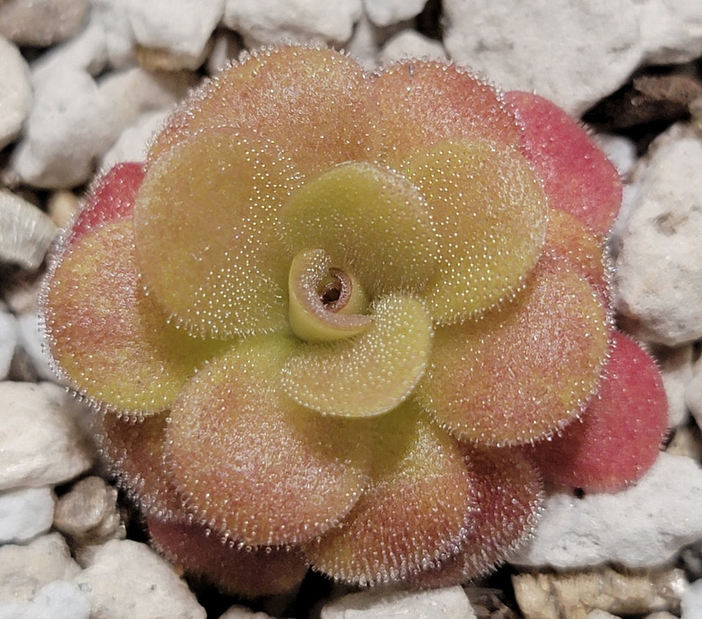 Pinguicula martinezii product image 1