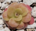 Pinguicula martinezii product image 1