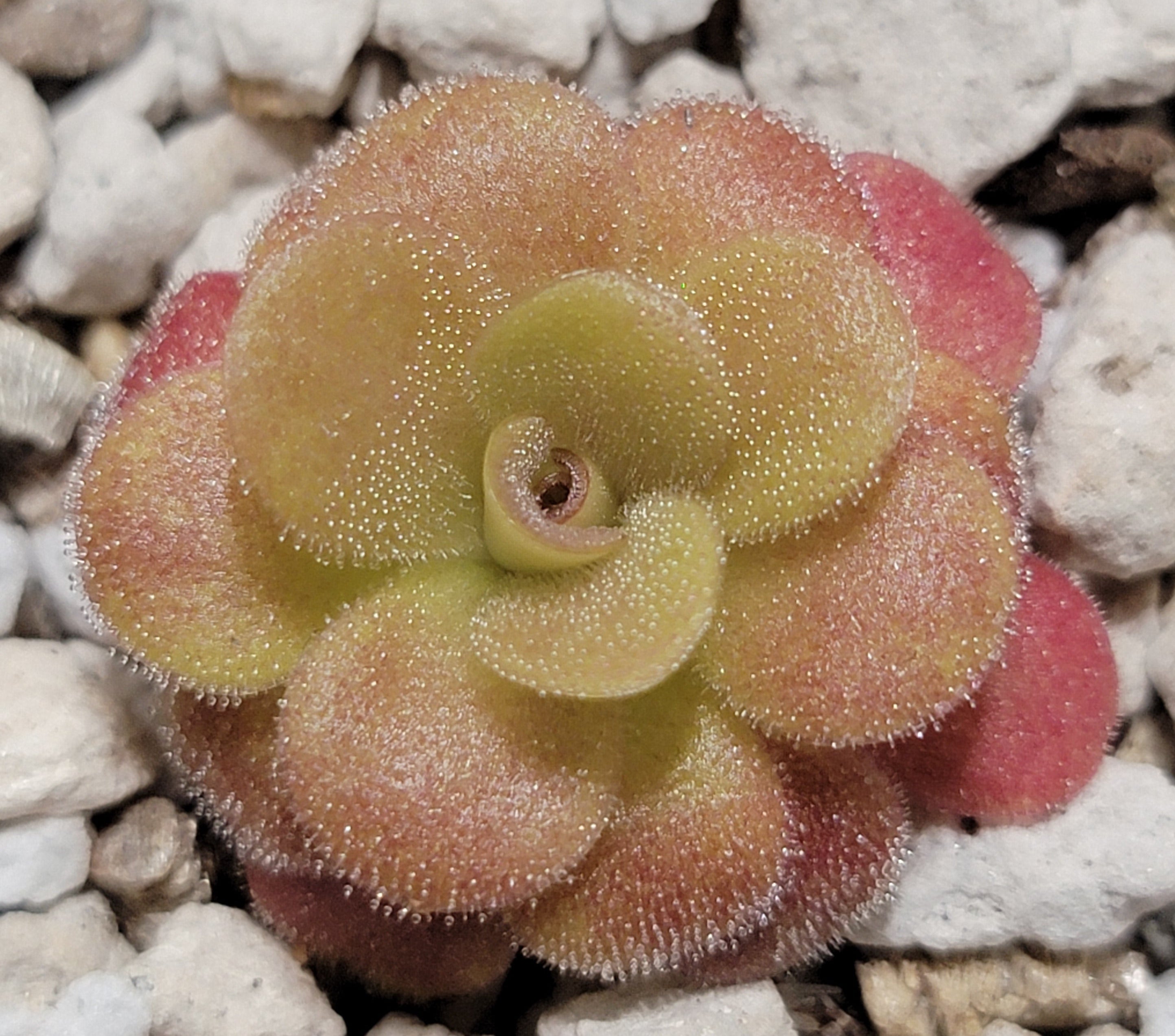 Pinguicula martinezii product image 1
