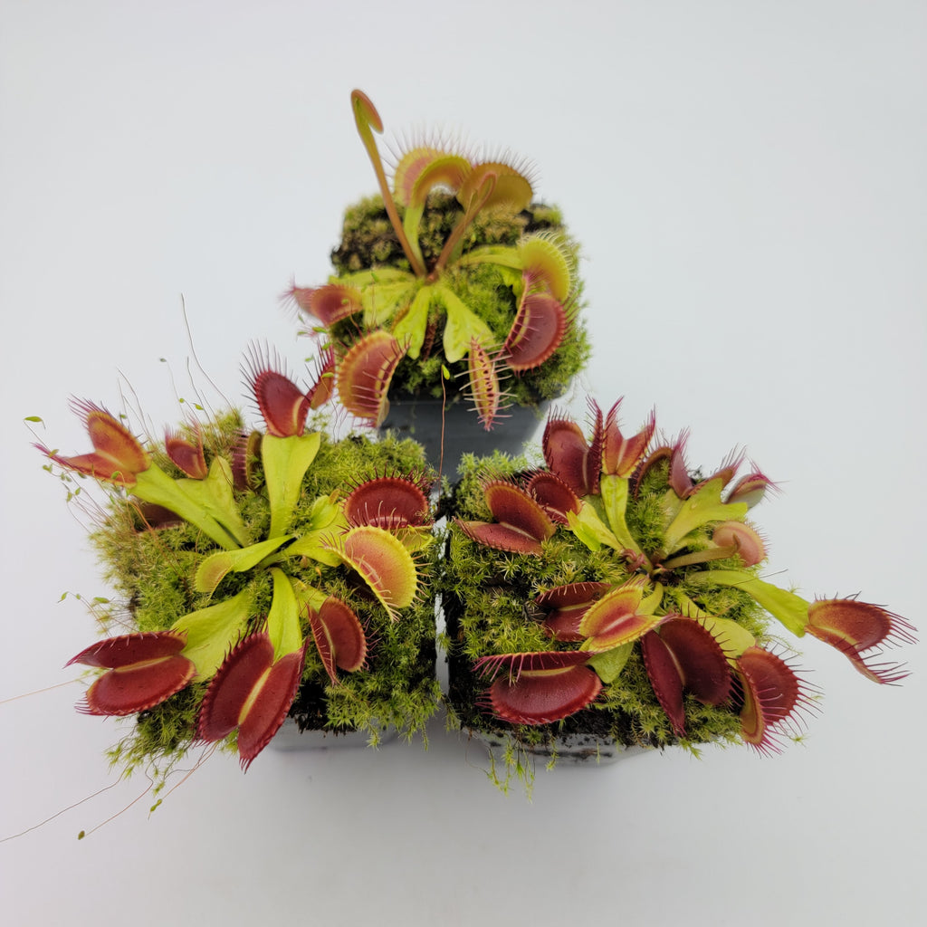 Venus flytrap (Dionaea muscipula) 'Schuppenstiel II' x 'Schuppenstiel II' product image 3