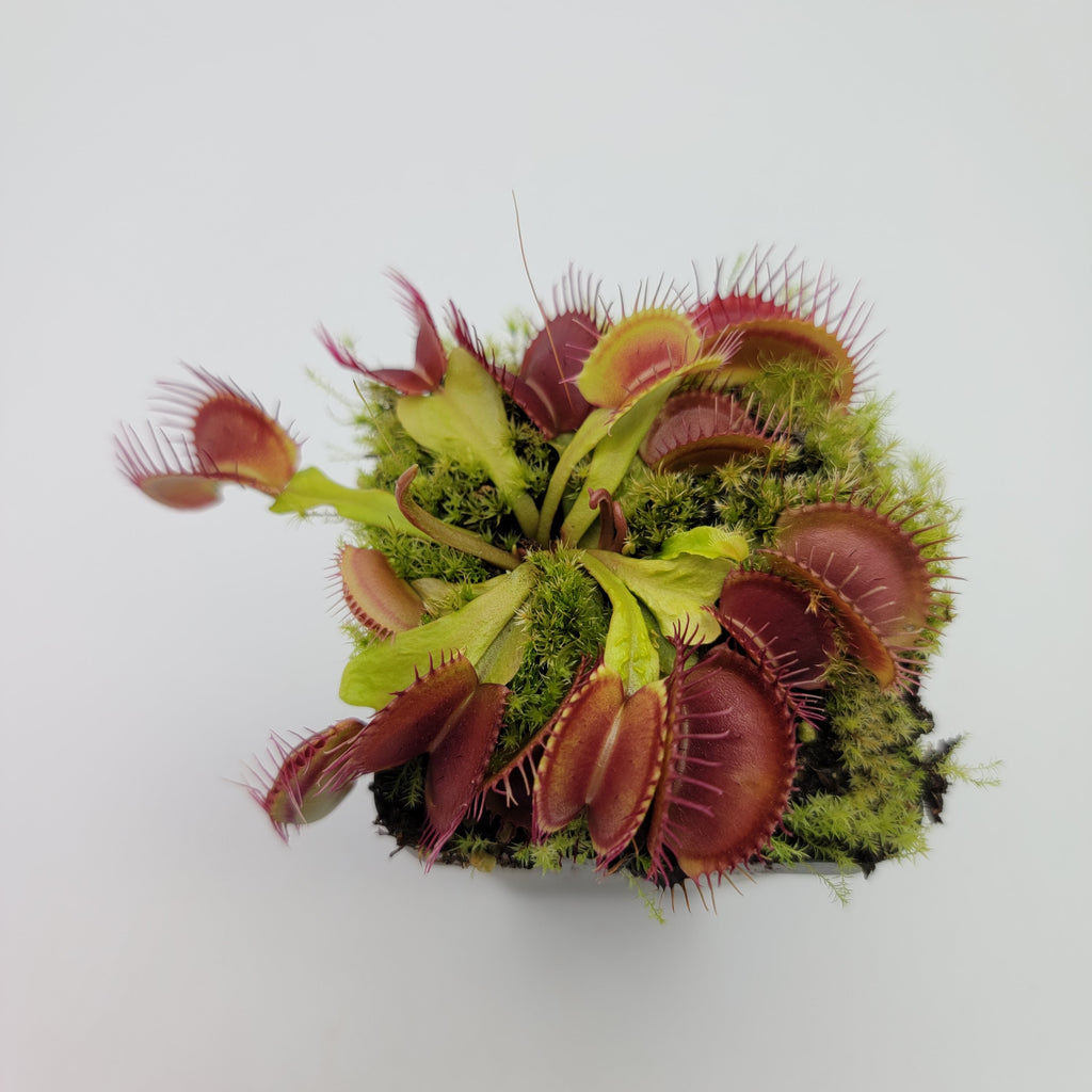 Venus flytrap (Dionaea muscipula) 'Schuppenstiel II' x 'Schuppenstiel II' product image 2