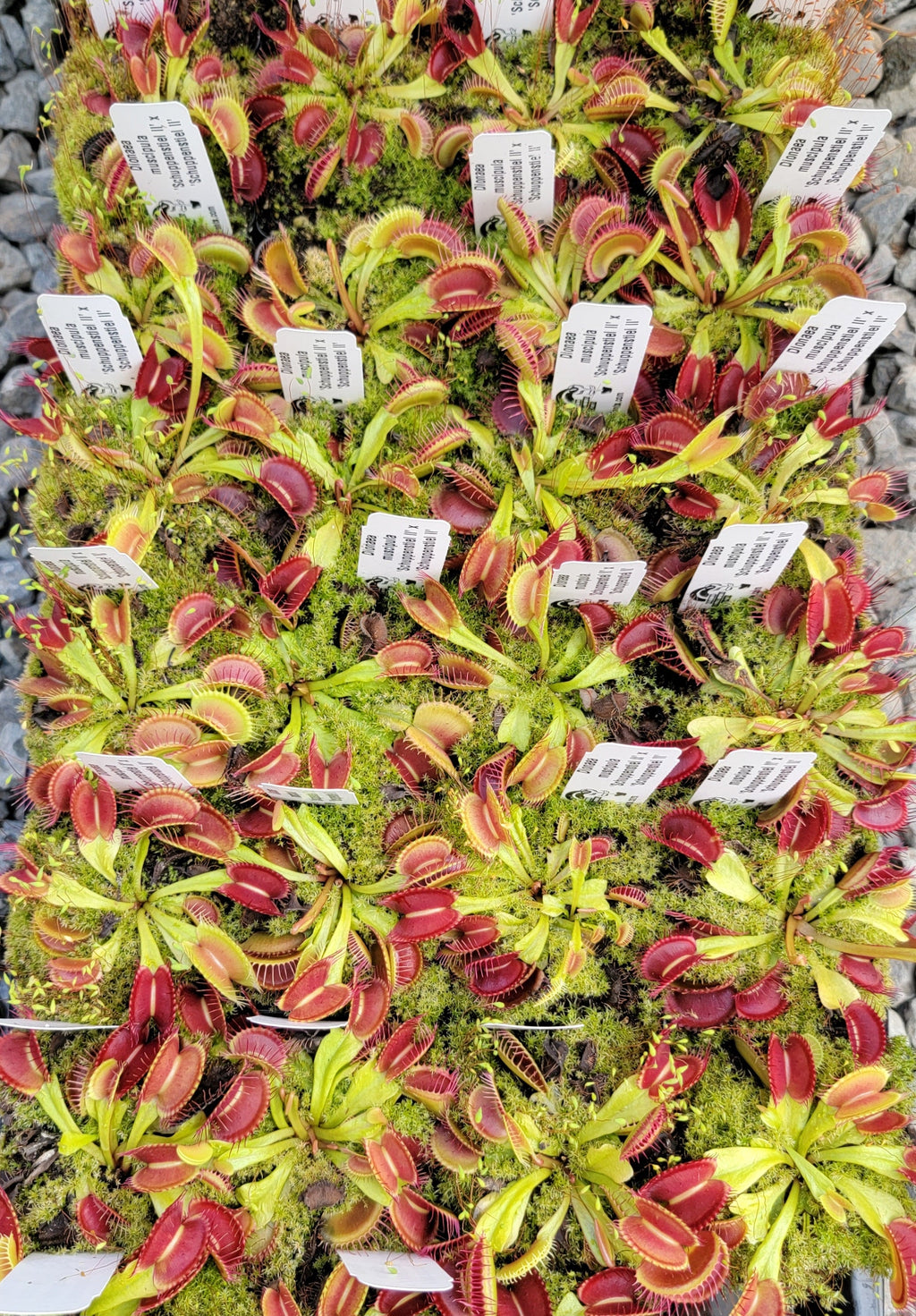 Venus flytrap (Dionaea muscipula) 'Schuppenstiel II' x 'Schuppenstiel II' product image 1