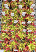 Venus flytrap (Dionaea muscipula) 'Schuppenstiel II' x 'Schuppenstiel II' product image 1