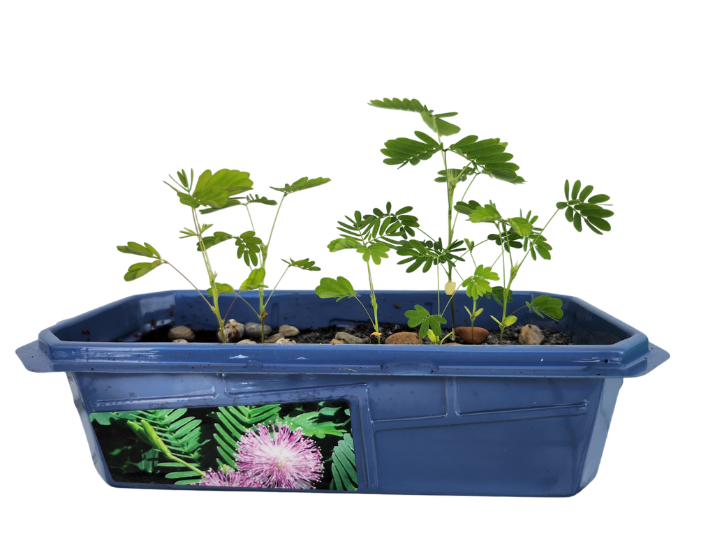 The Astounding Moving Plant Sprouter Terrarium — product image 3