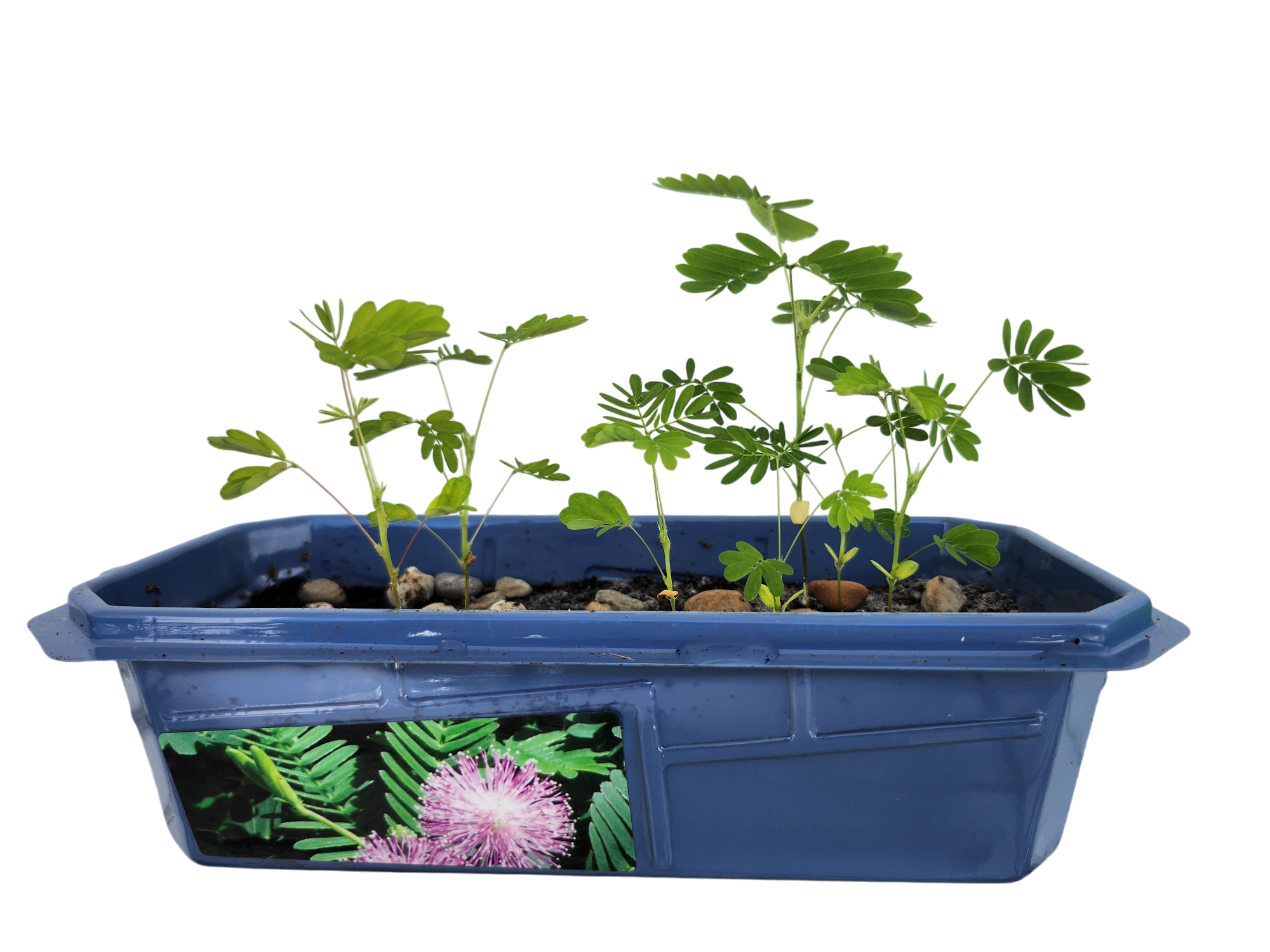 The Astounding Moving Plant Sprouter Terrarium — product image 3