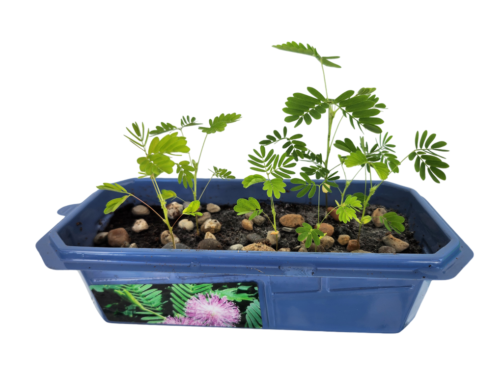 The Astounding Moving Plant Sprouter Terrarium — product image 2