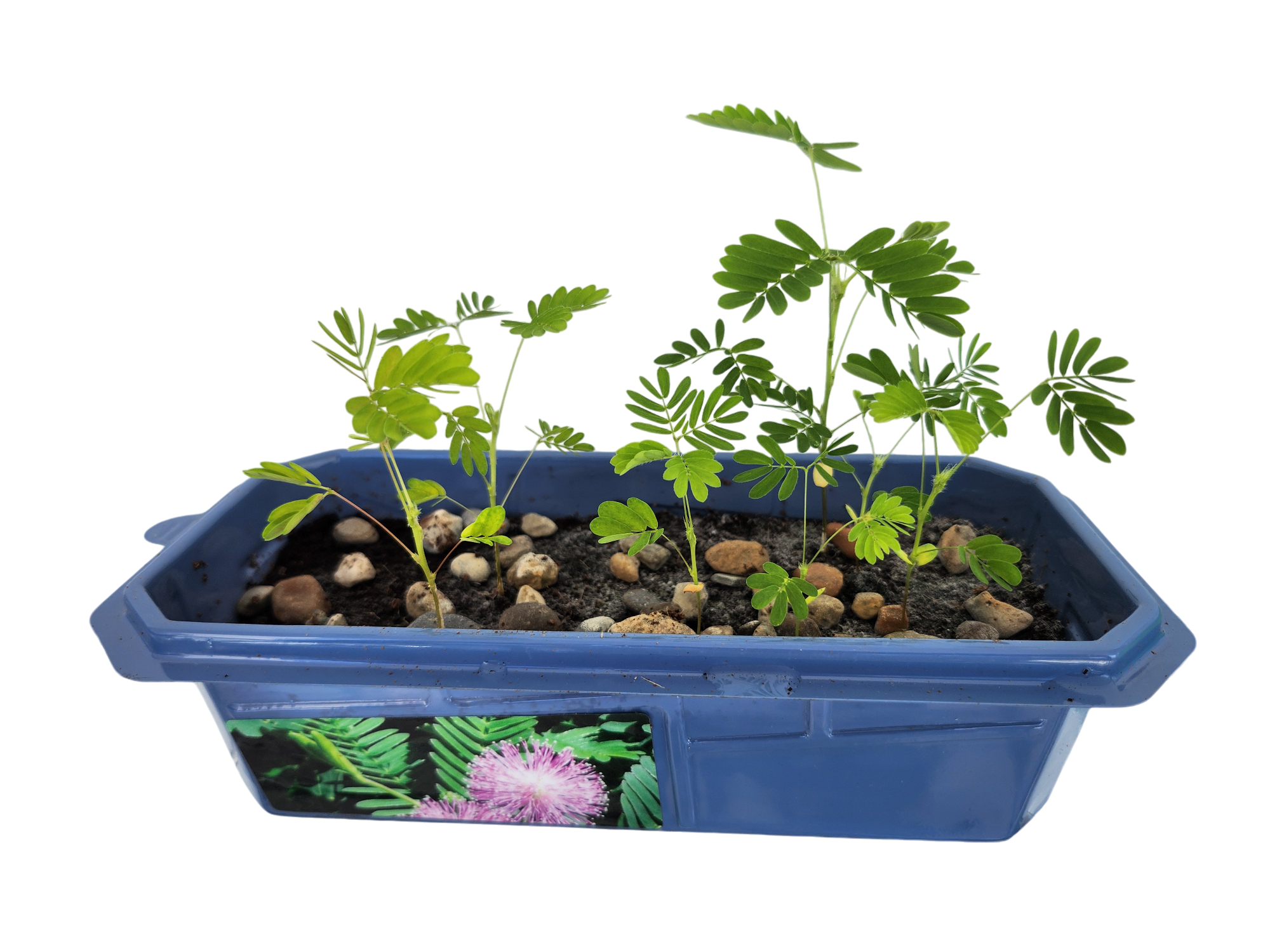 The Astounding Moving Plant Sprouter Terrarium — product image 2
