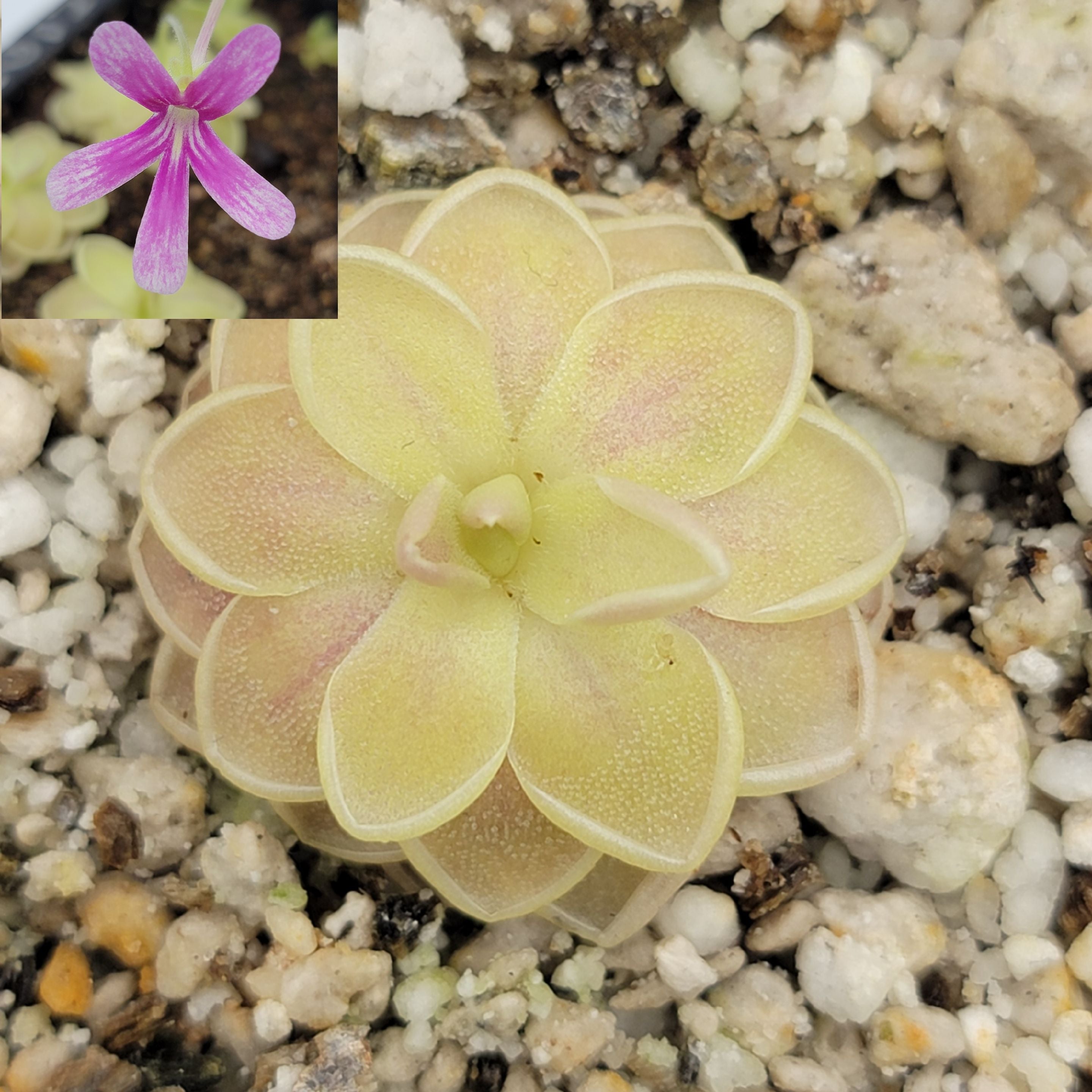 Pinguicula -inchSunshine-inch product image 1