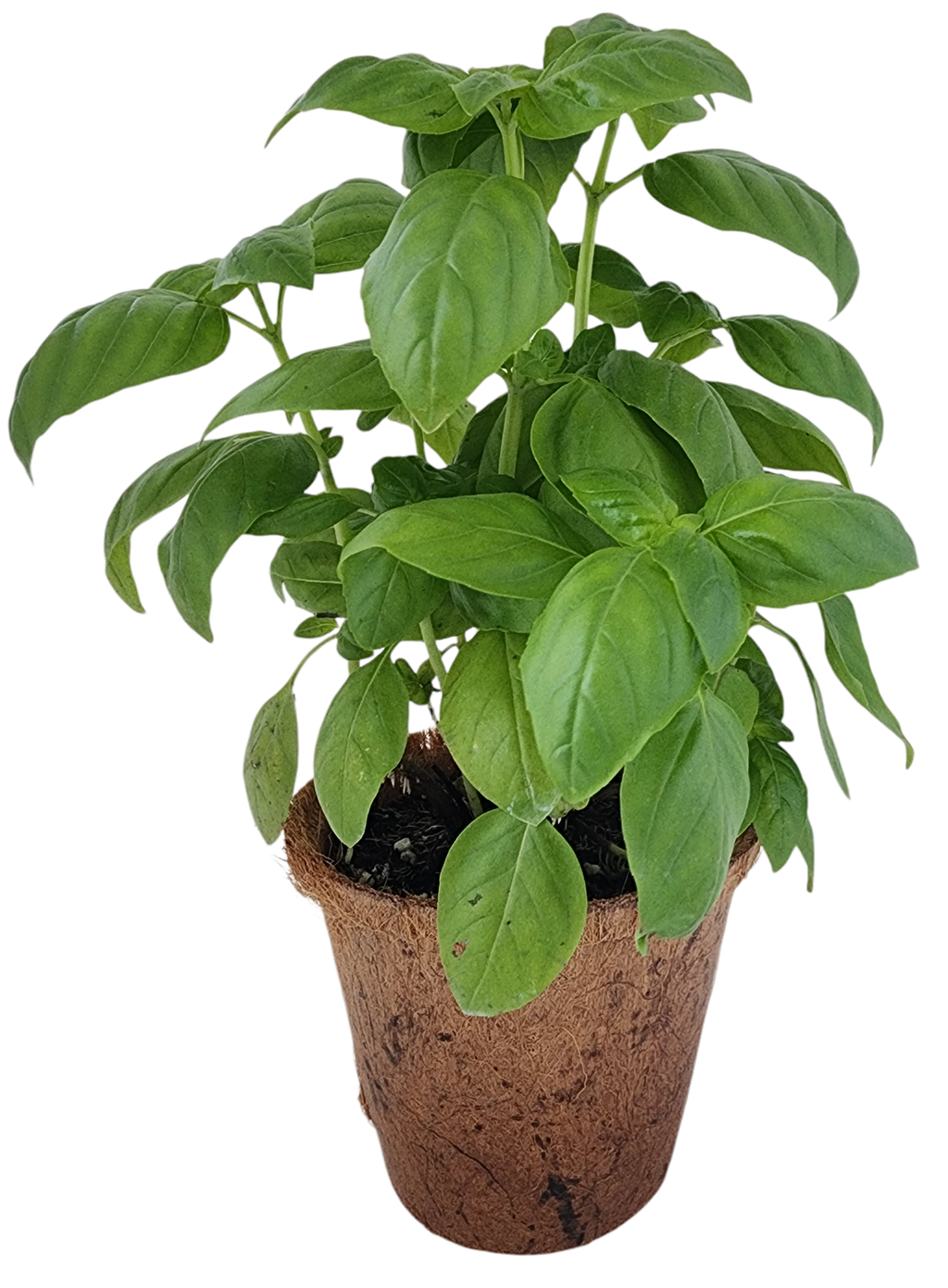 Plant-It-Starters 4 Variety Pack - 1 of Each — product image 3