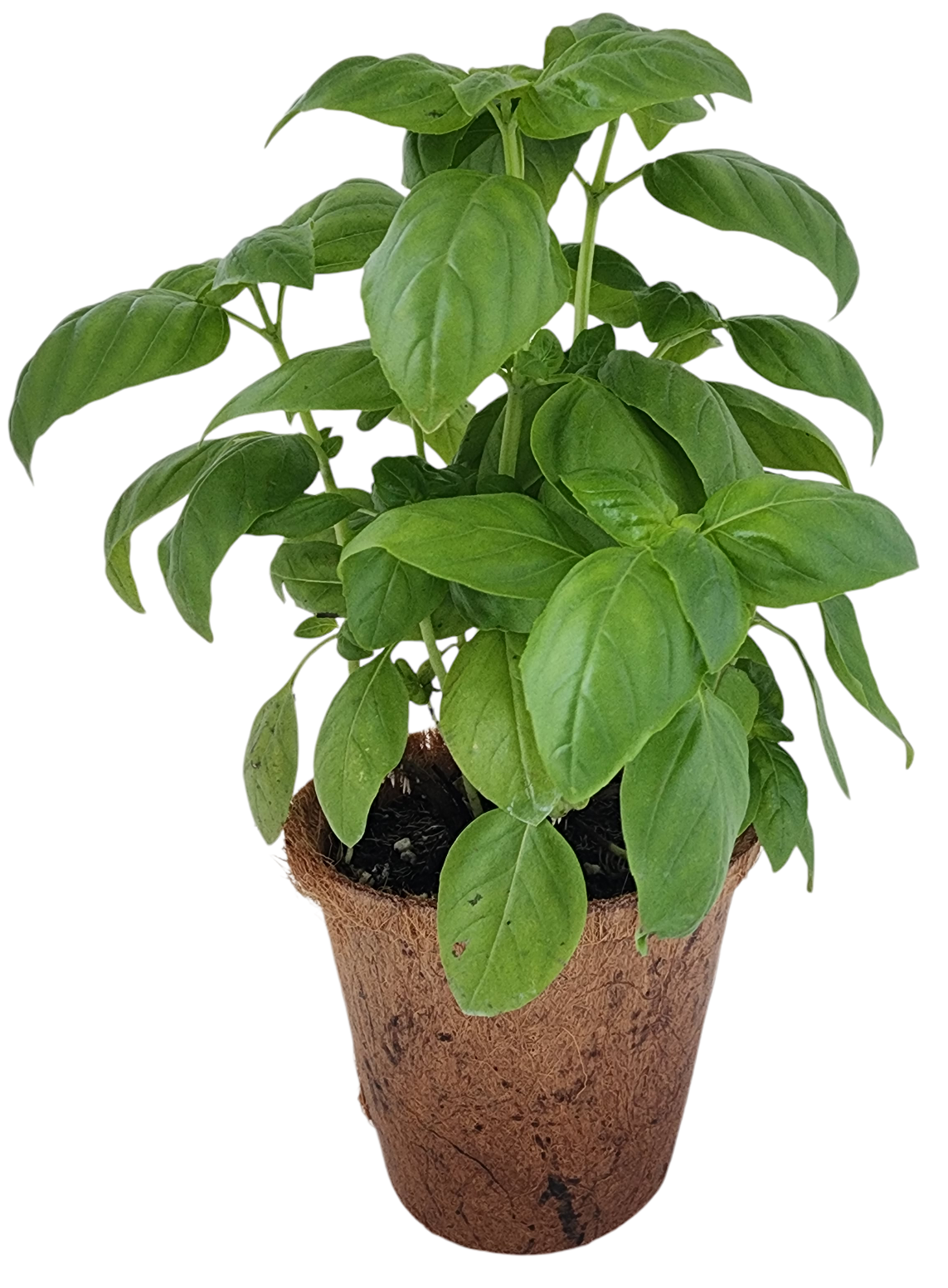 Plant-It-Starters 4 Variety Pack - 1 of Each — product image 3