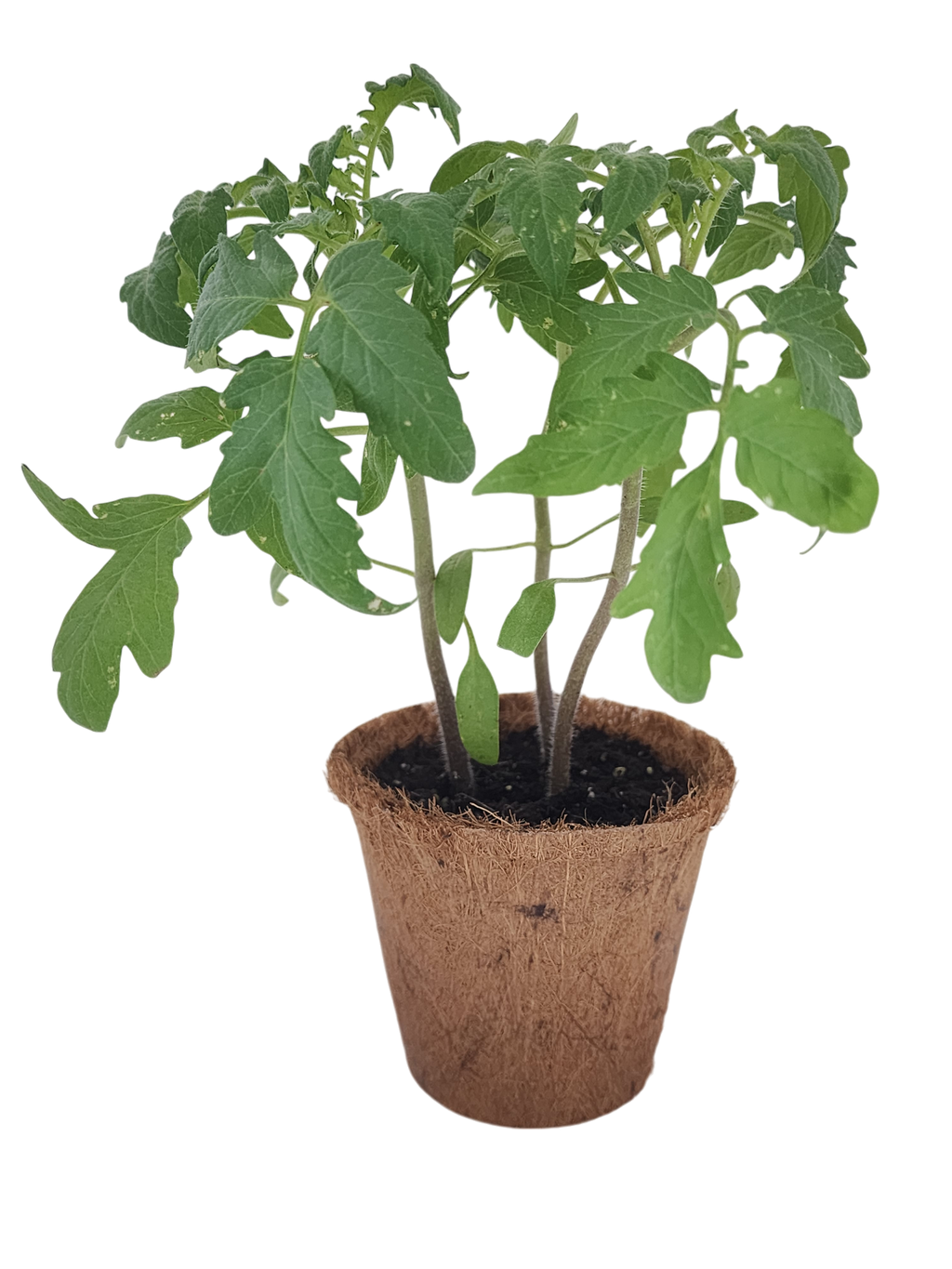 Plant-It-Starters 4 Variety Pack - 1 of Each — product image 4