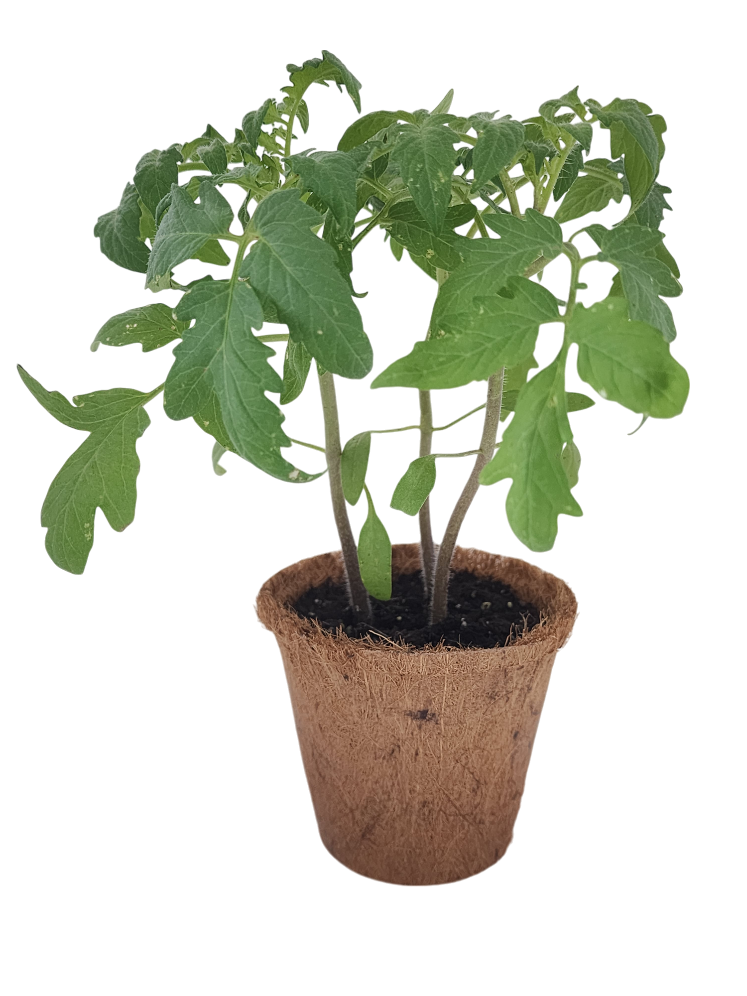 Plant-It-Starters 4 Variety Pack - 1 of Each — product image 4