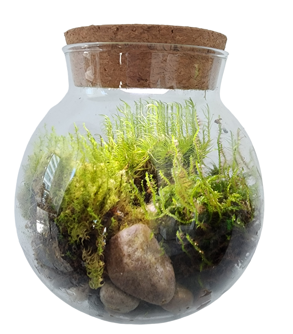 MossBowl- Grow Your Own Beautiful Moss Garden, Complete Kit Come with 3 Mosses! — product image 9