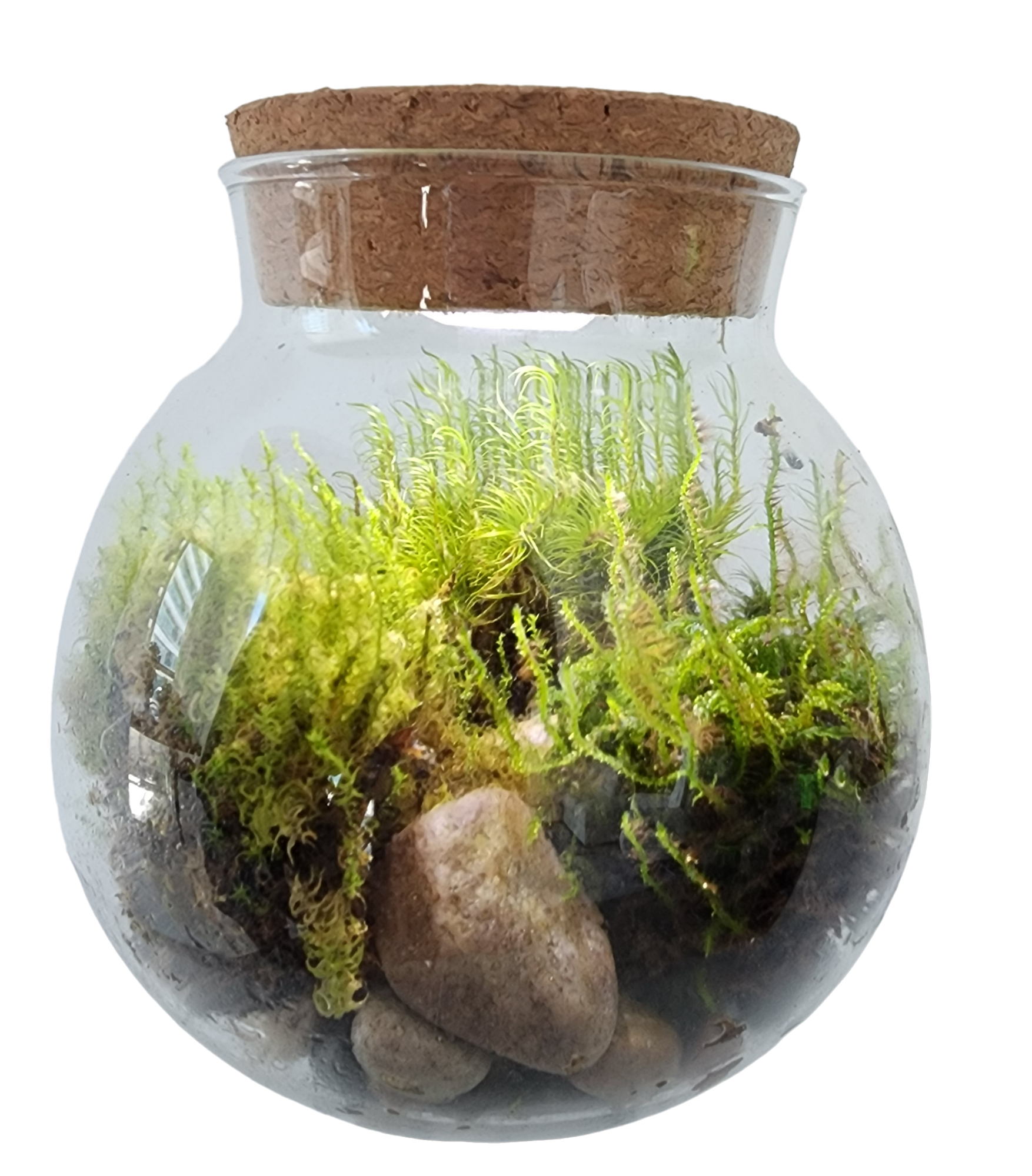 MossBowl- Grow Your Own Beautiful Moss Garden, Complete Kit Come with 3 Mosses! — product image 9
