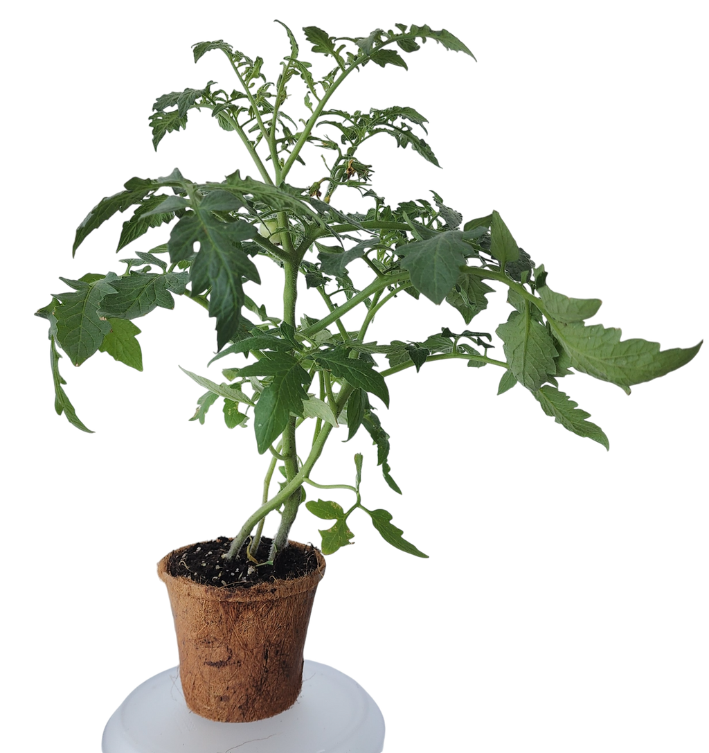 Plant-It-Starters 4 Variety Pack - 1 of Each — product image 5