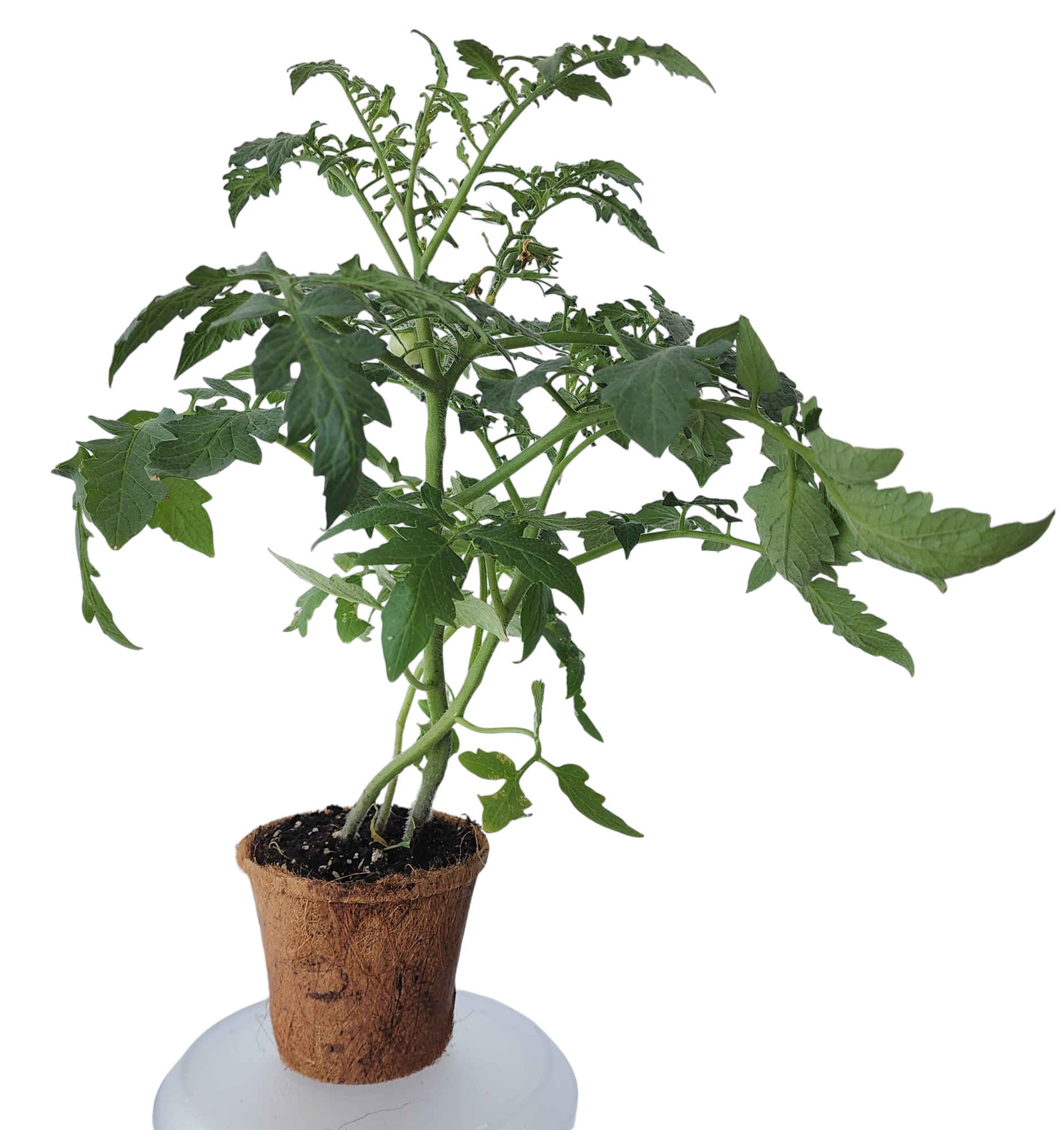 Plant-It-Starters 4 Variety Pack - 1 of Each — product image 5